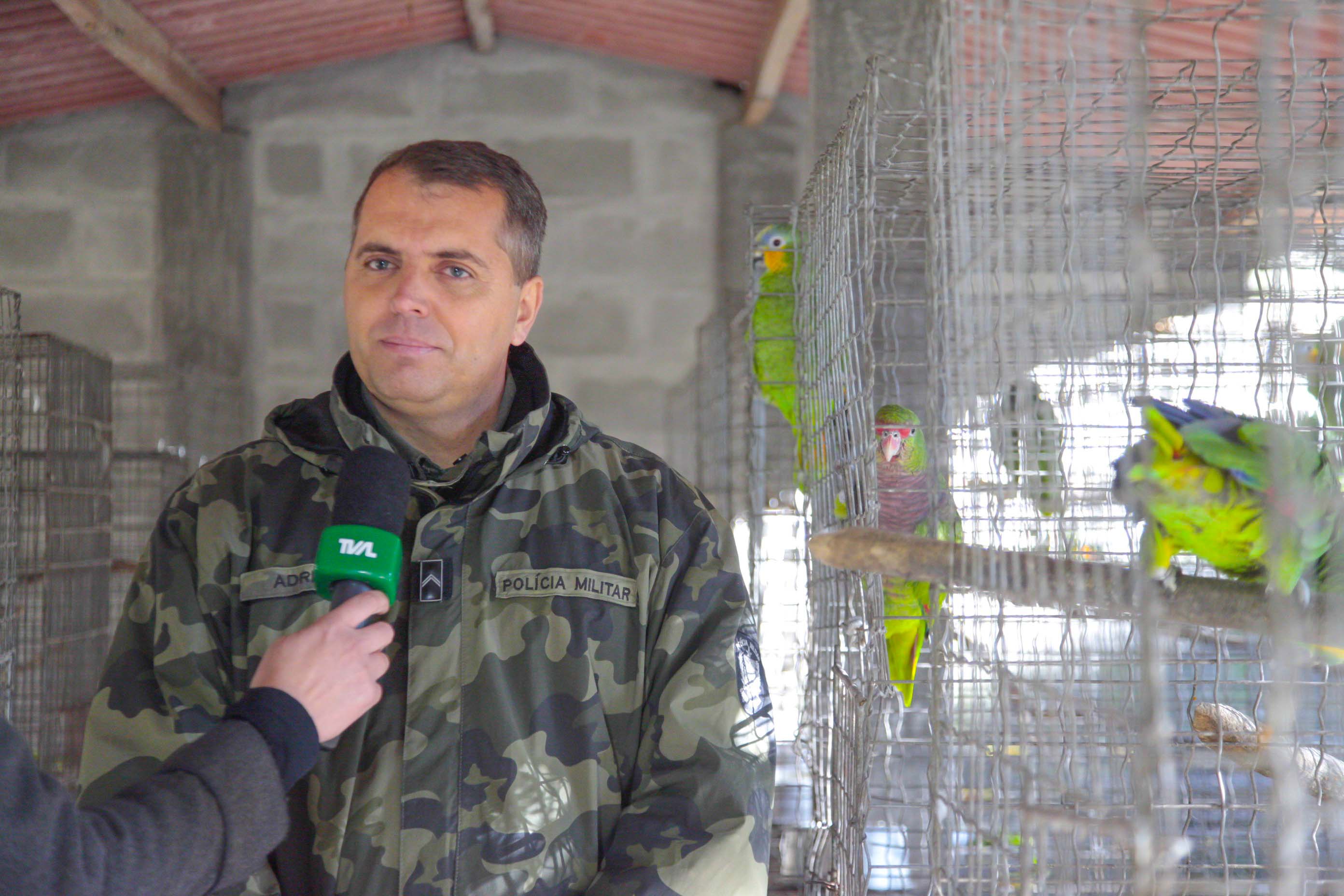 Polícia Militar Ambiental recupera Pássaros Silvestres