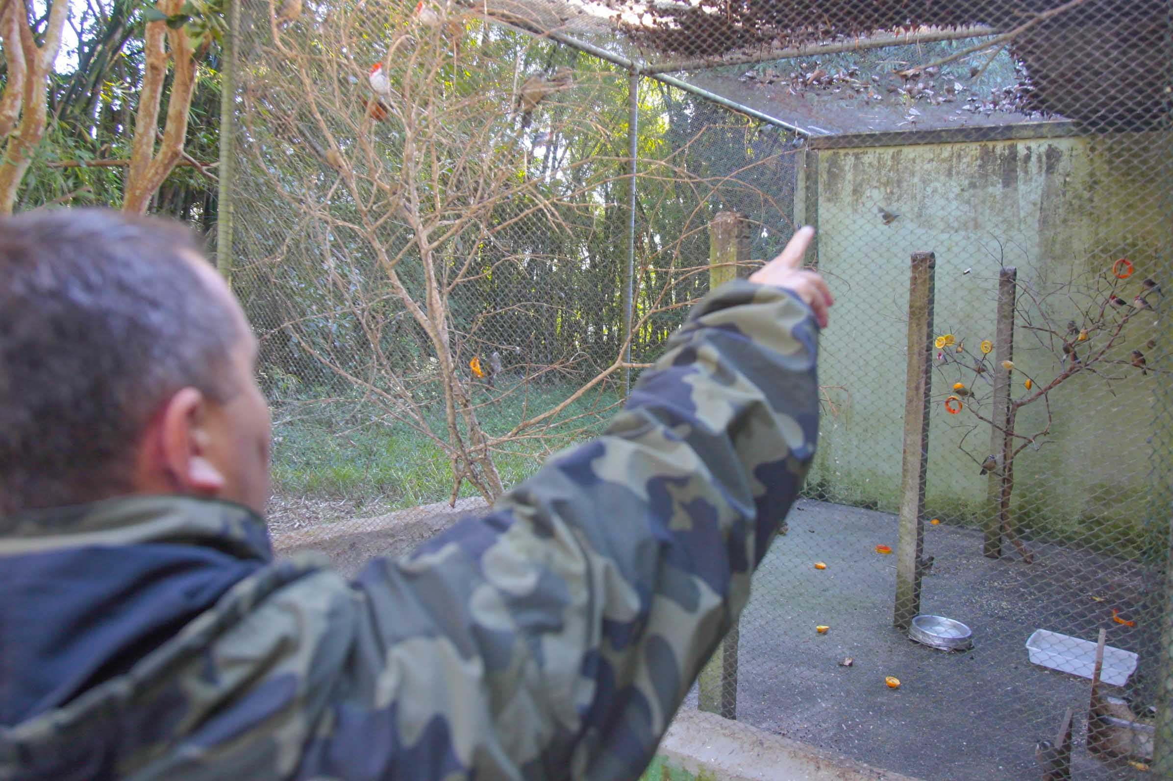 Polícia Militar Ambiental recupera Pássaros Silvestres