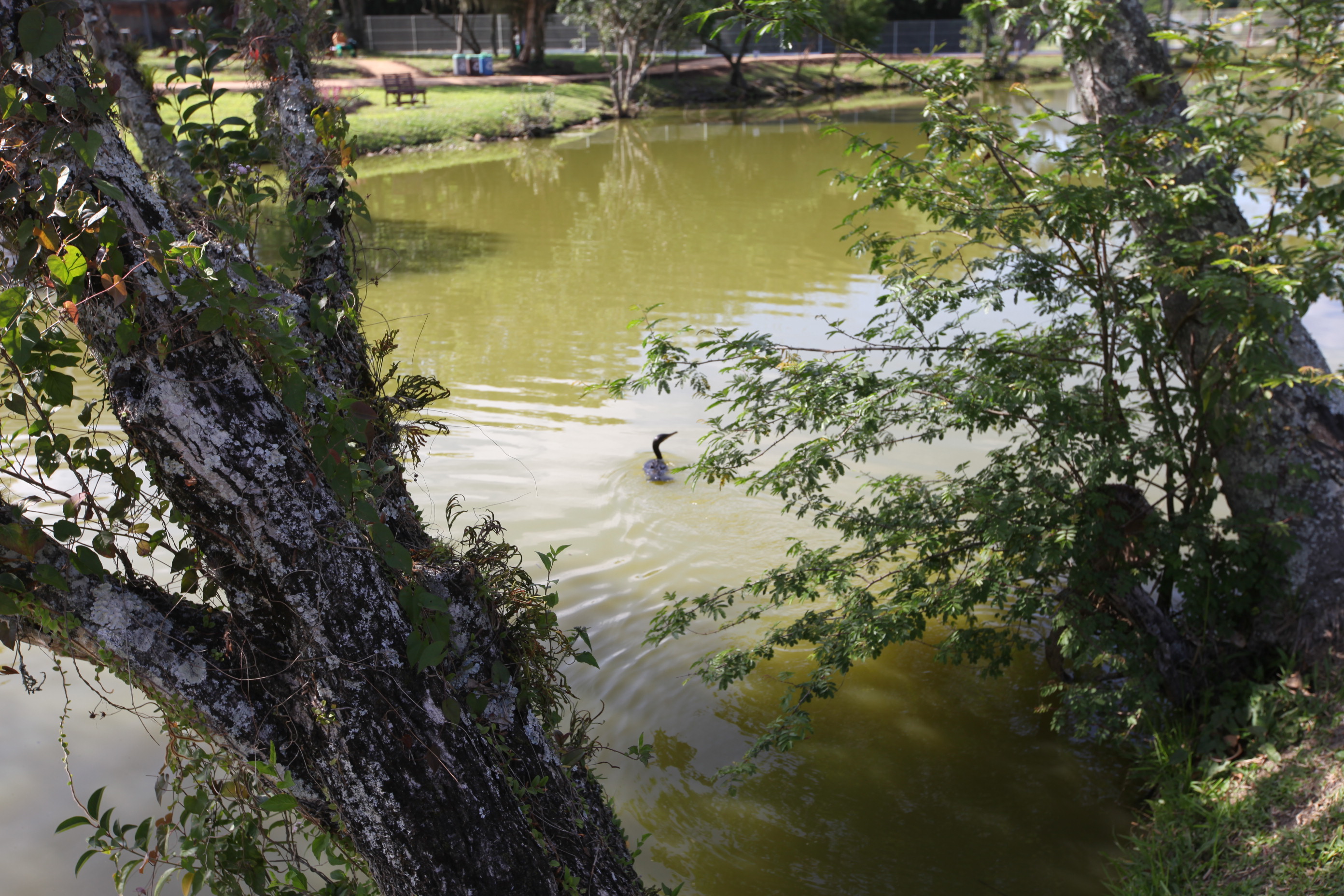 Jardim Botânico de Florianópolis.