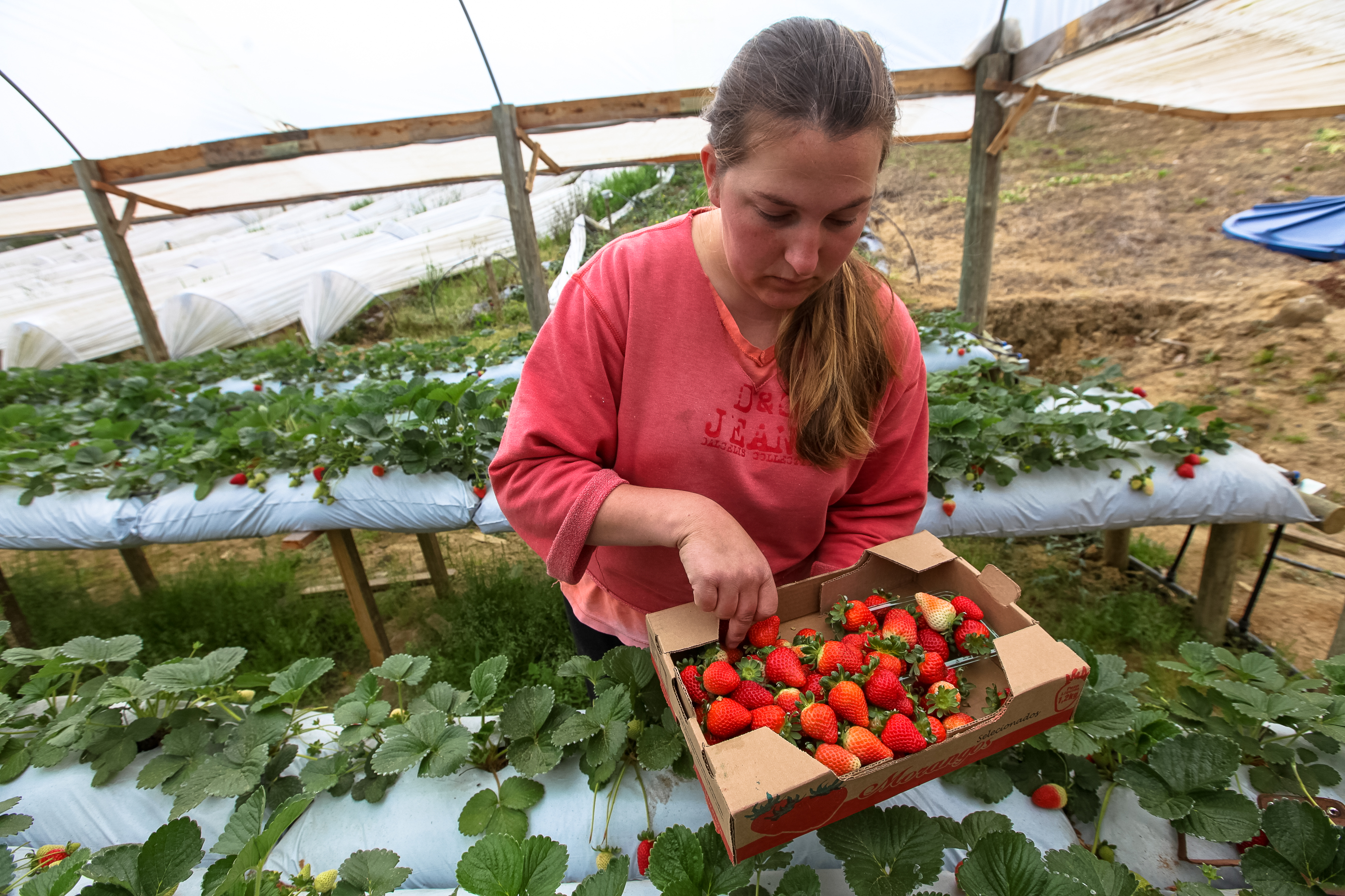 Produção de Morangos em Rancho Queimado.