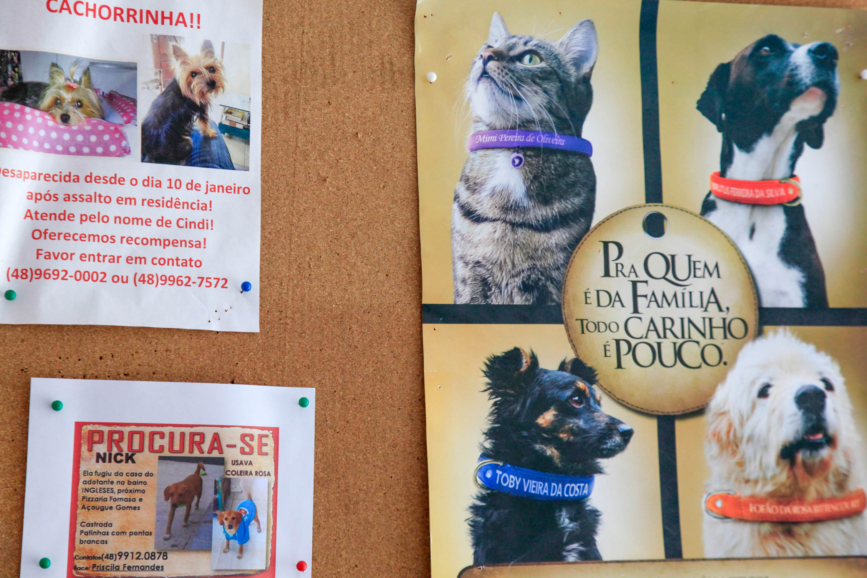 Dia dos Protetores de Animais