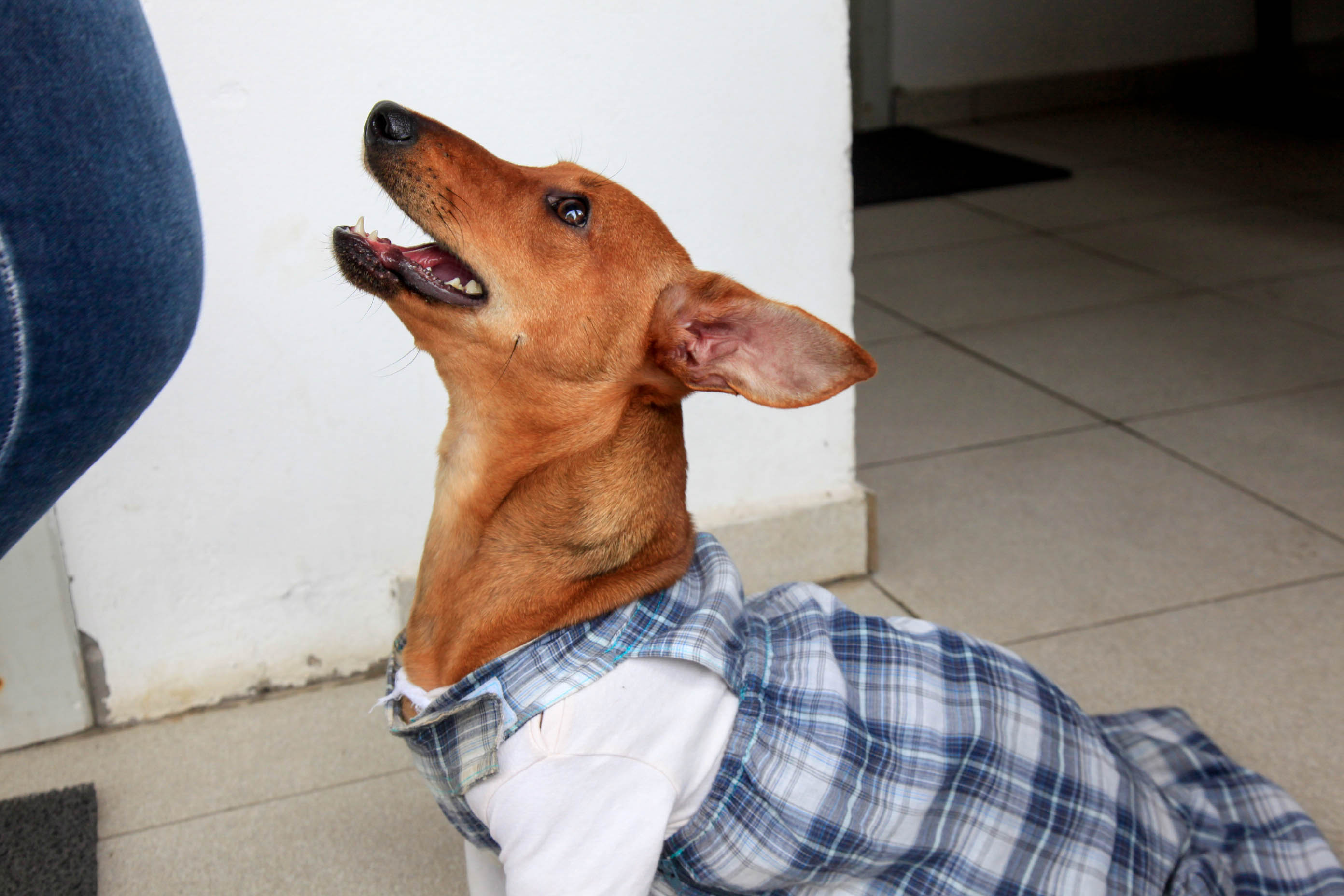 Dia dos Protetores de Animais