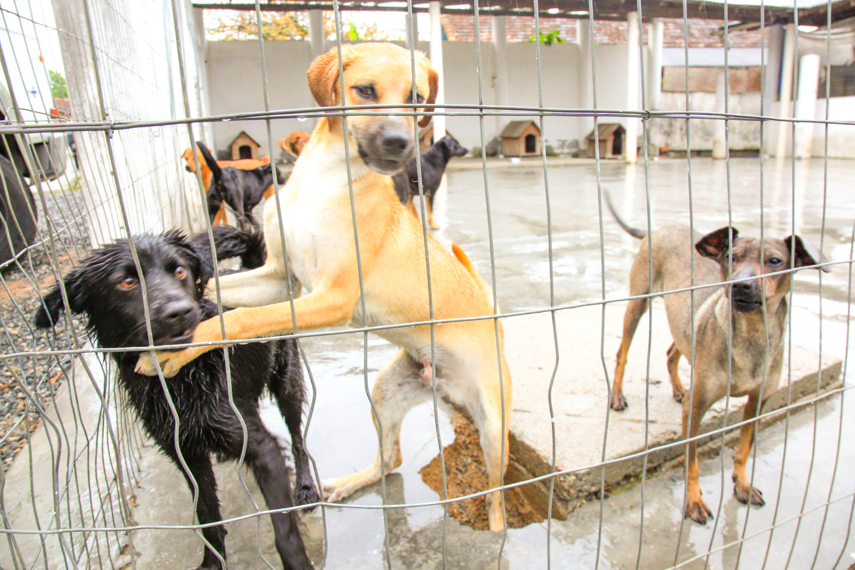 Dia dos Protetores de Animais