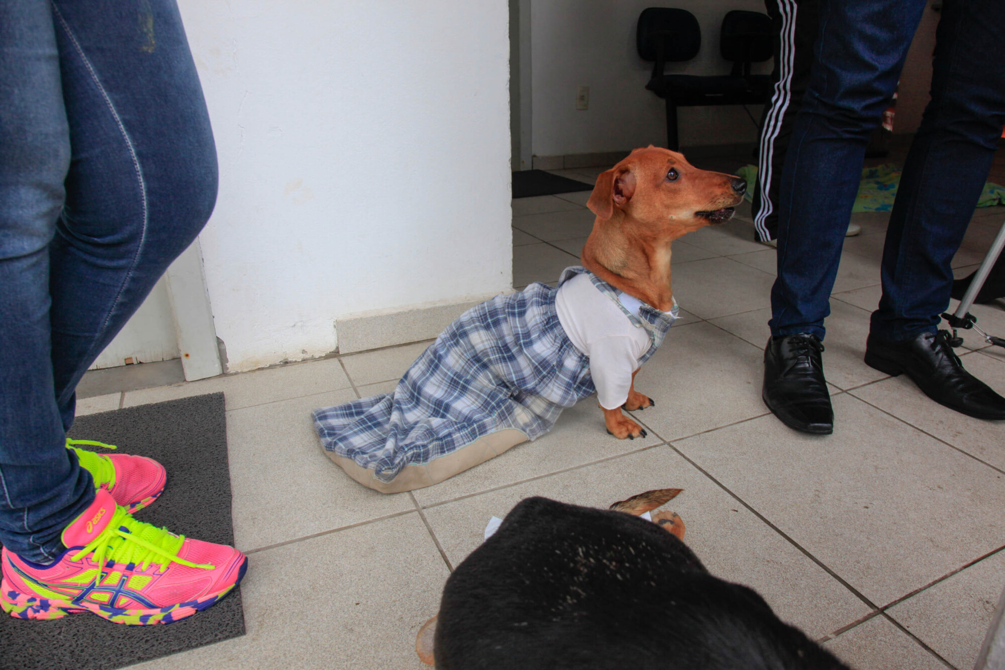 Dengo é um dos cachorros paraplégicos que as protetoras resgataram