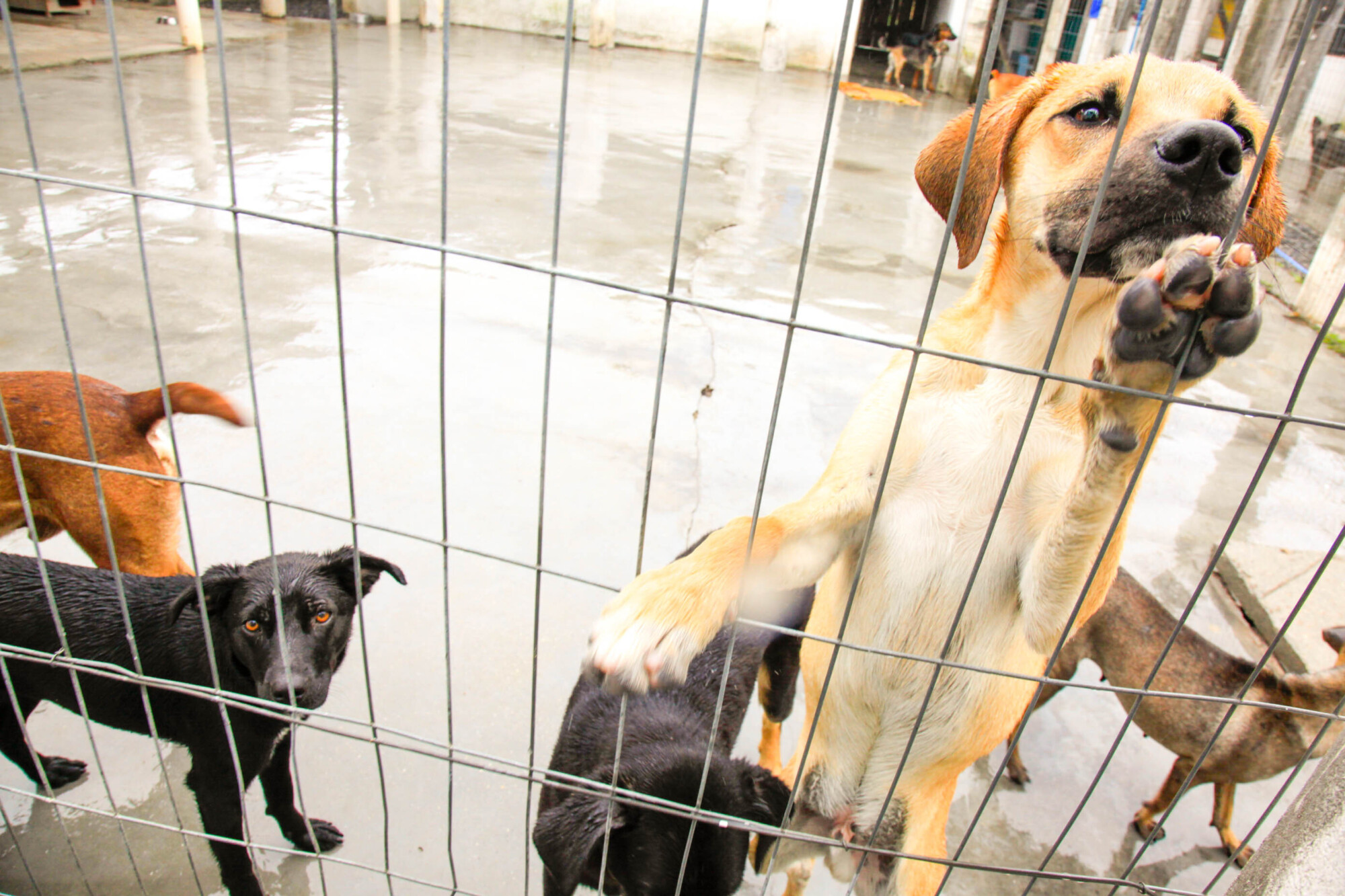 Cachorros abrigados no canil do  Centro de Controle de Zoonoses, no Bairro Itacorubi