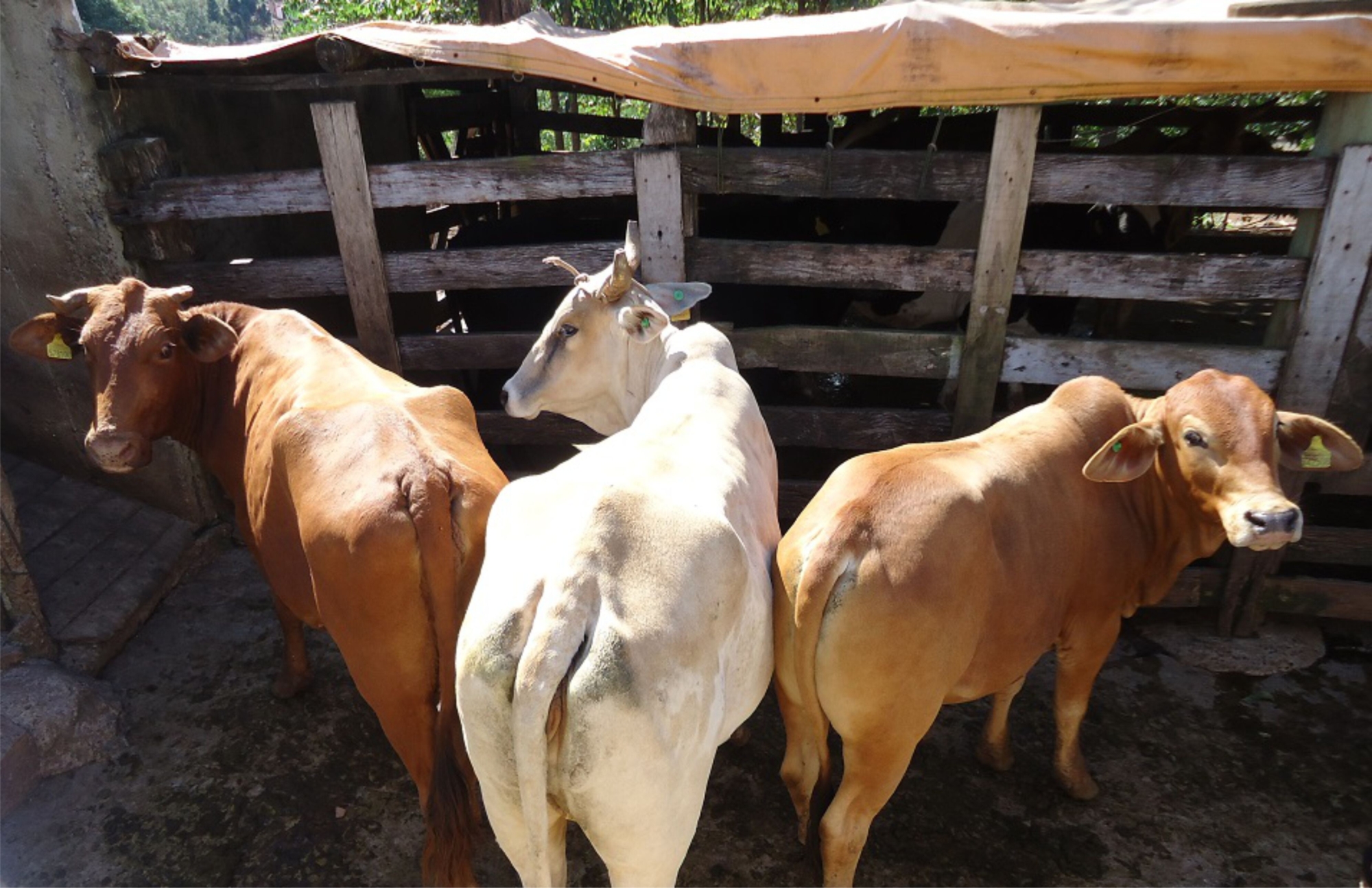 PL cria farmácia veterinária popular para auxiliar pequenos produtores rurais