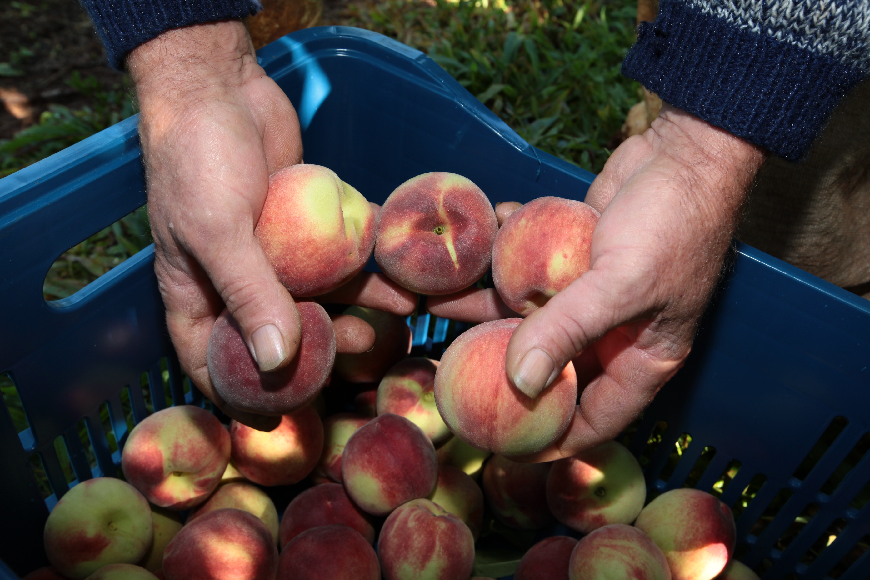 Especial Fruticultura - EPAGRI - Videira