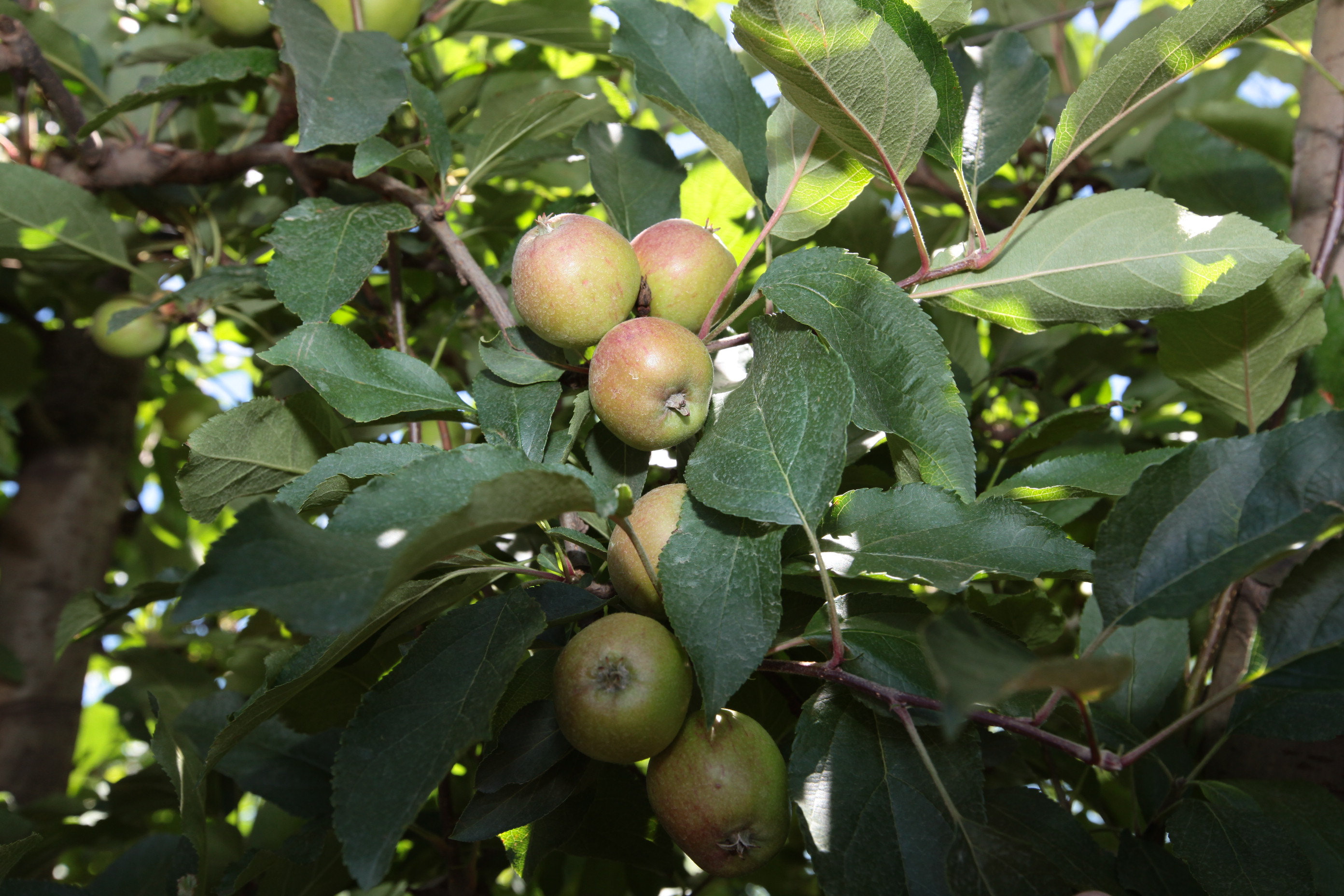 Especial Fruticultura - Fischer Agroindústria - Fraiburgo