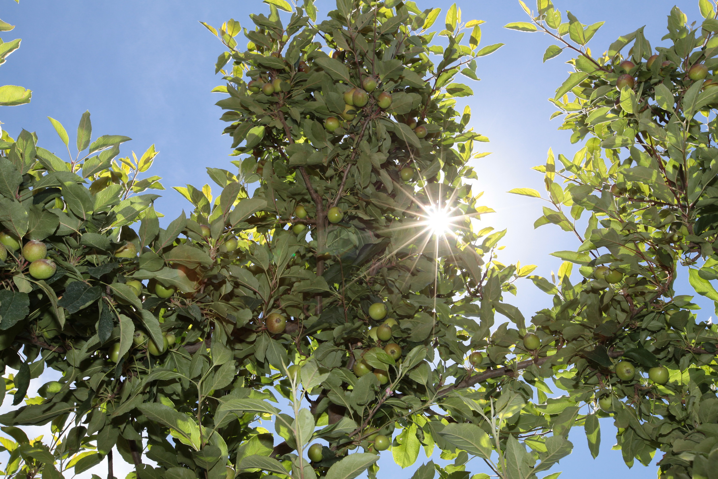 Especial Fruticultura - Fischer Agroindústria - Fraiburgo