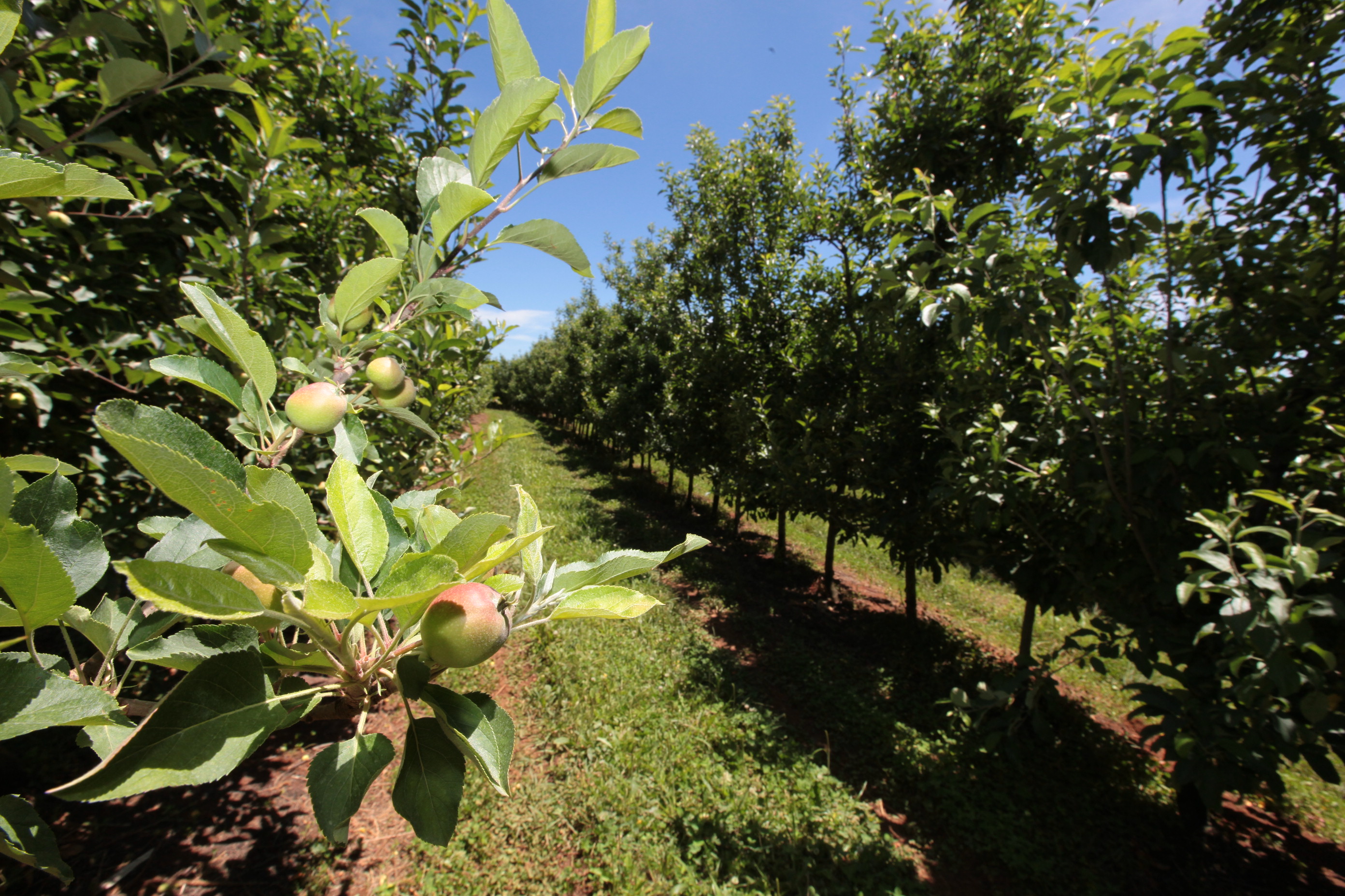 Especial Fruticultura - Fischer Agroindústria - Fraiburgo