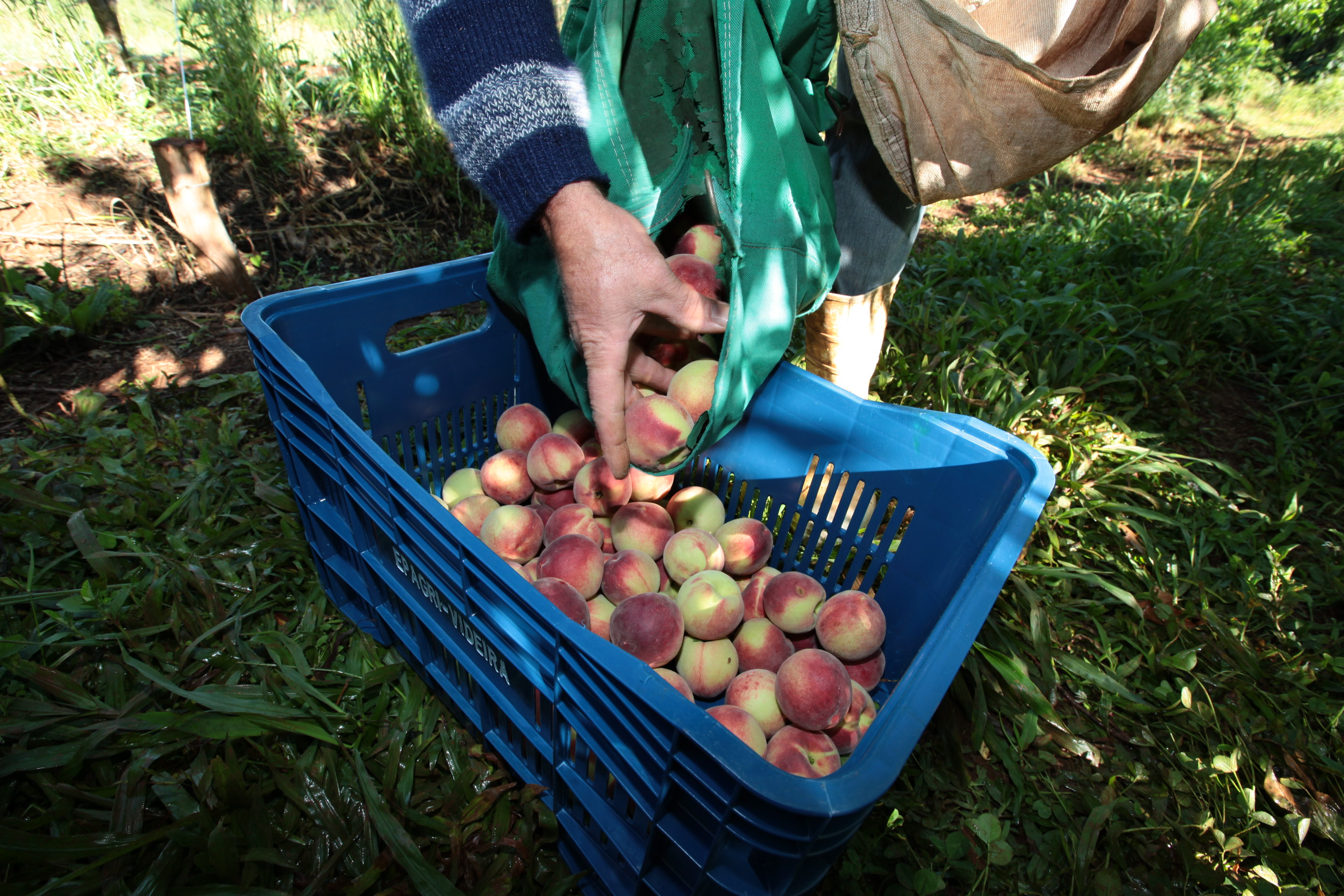 Especial Fruticultura - EPAGRI - Videira