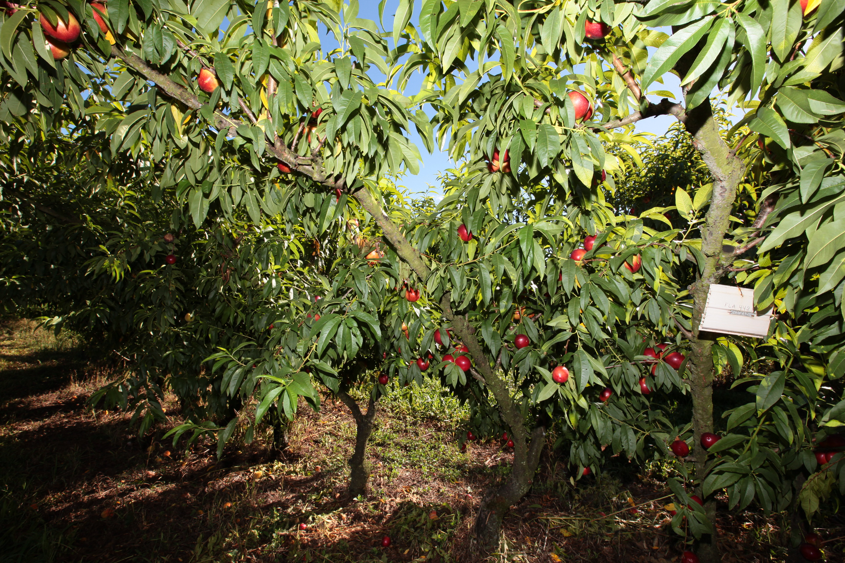 Especial Fruticultura - EPAGRI - Videira