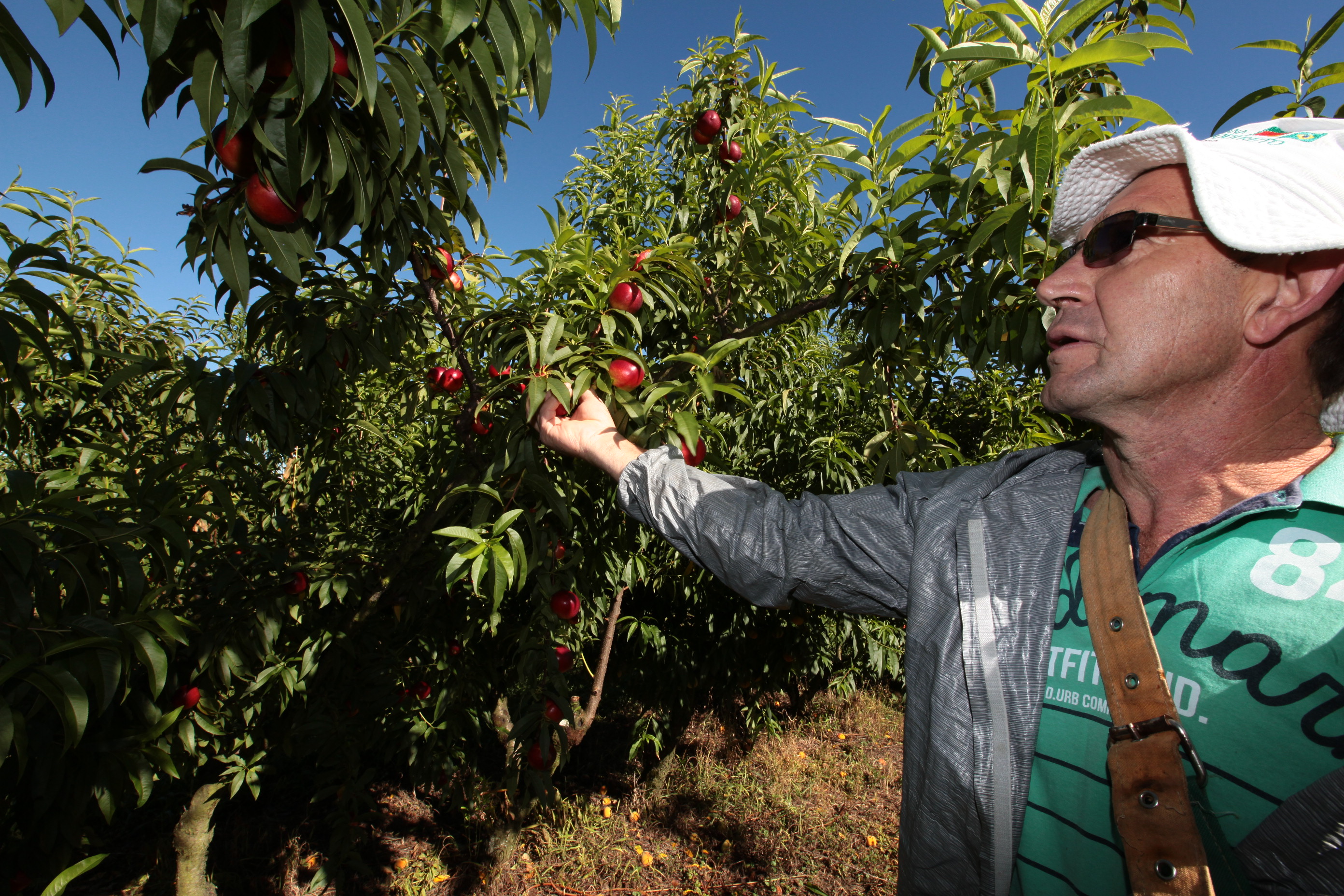 Especial Fruticultura - EPAGRI - Videira