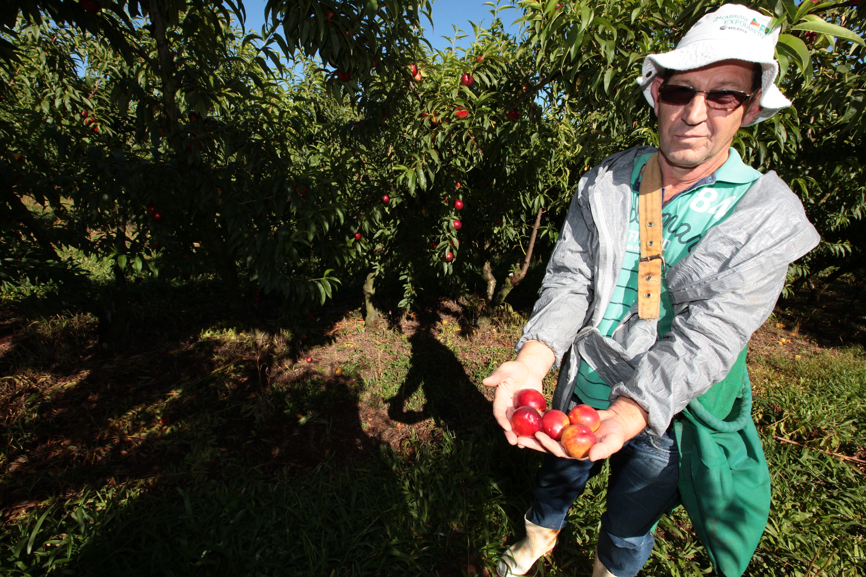 Especial Fruticultura - EPAGRI - Videira