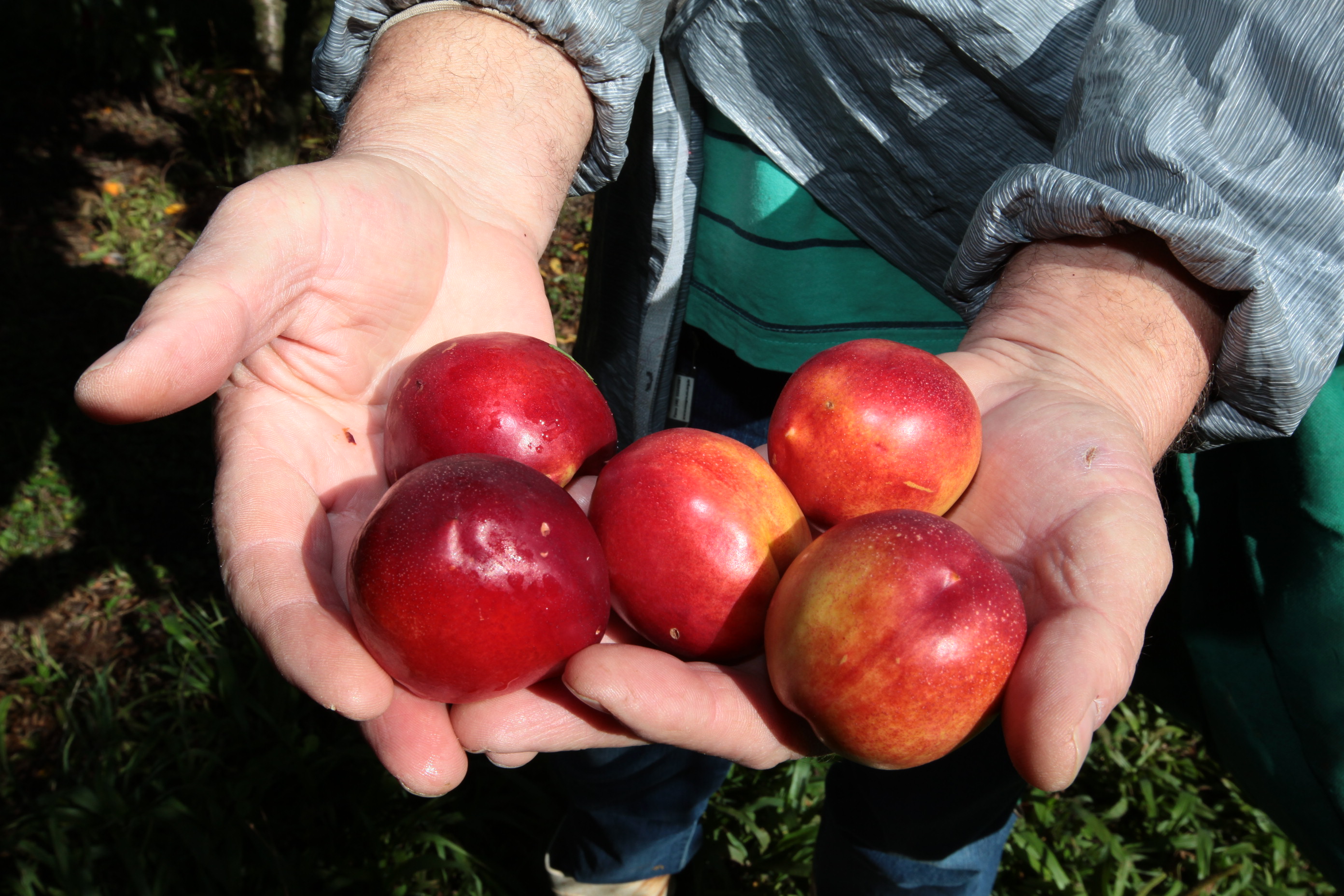 Especial Fruticultura - EPAGRI - Videira