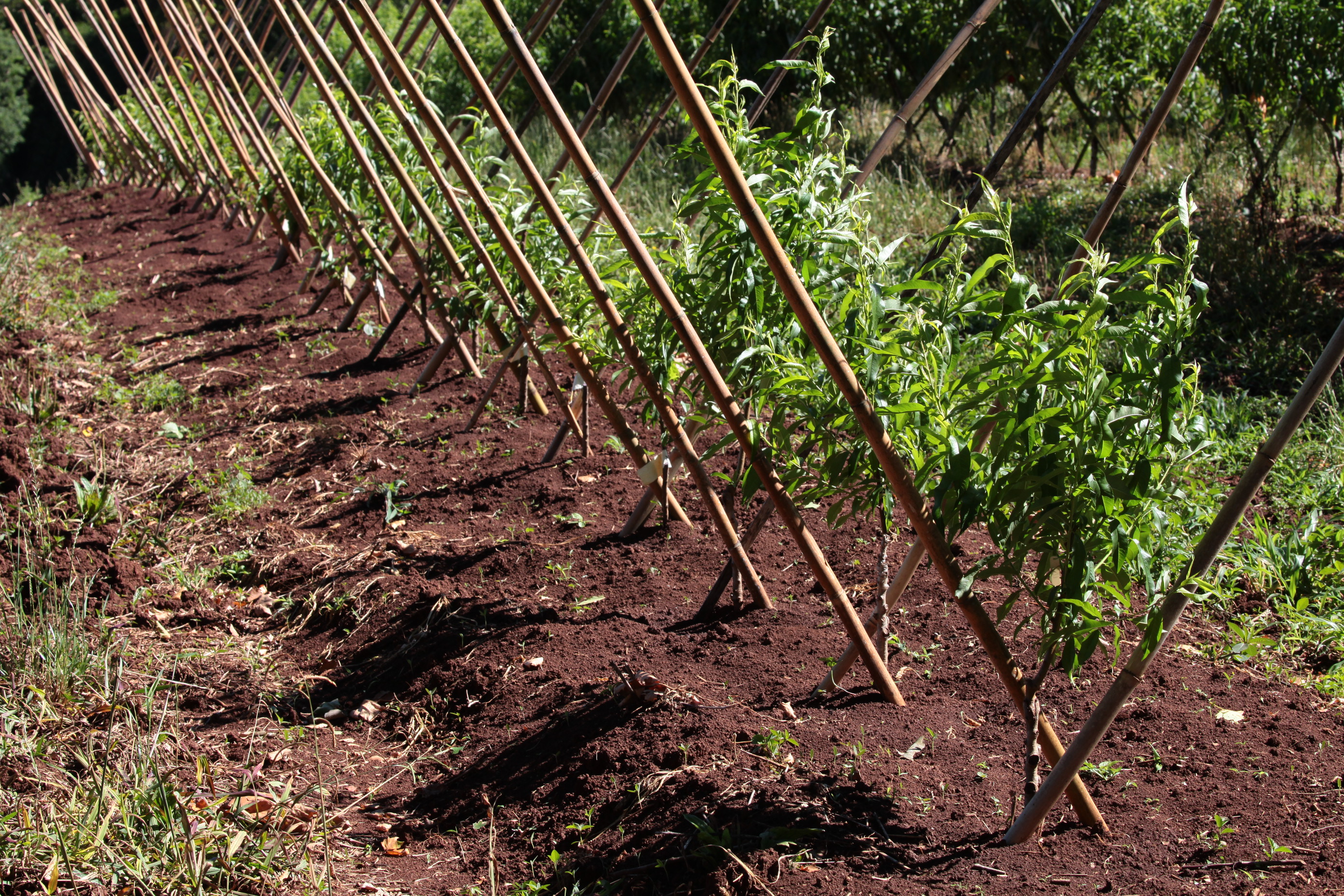 Especial Fruticultura - EPAGRI - Videira