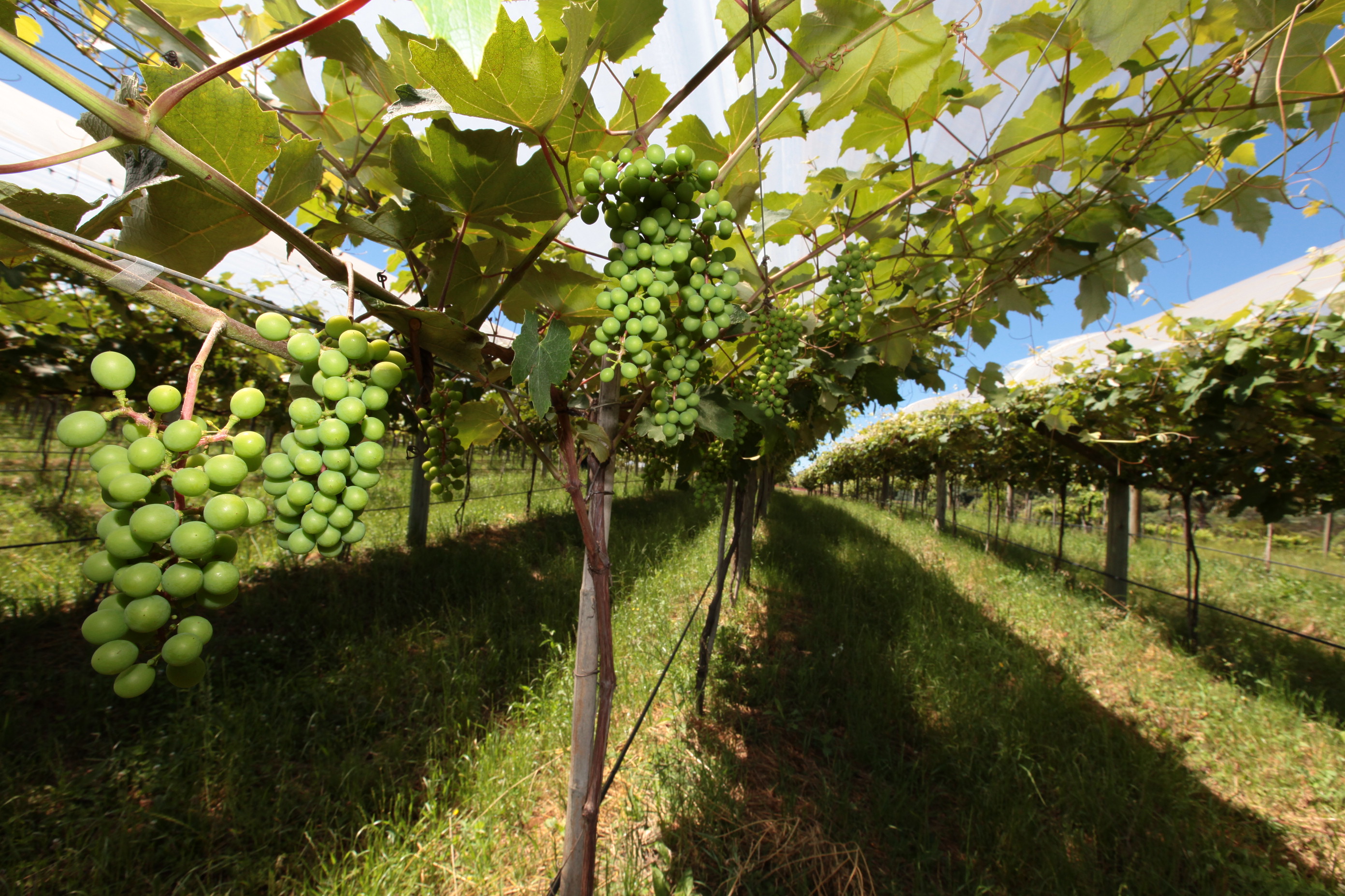 Especial Fruticultura - EPAGRI - Videira