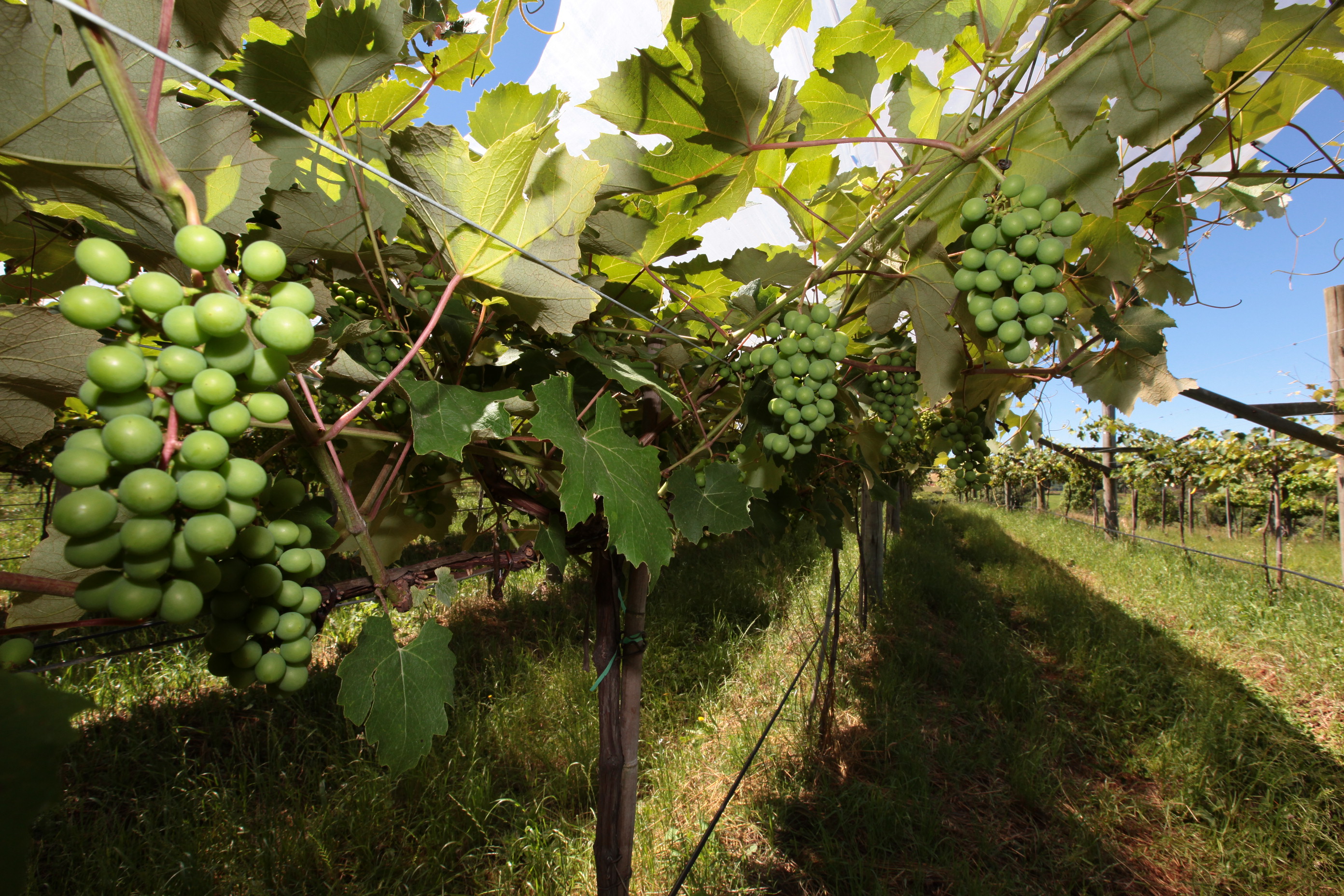 Especial Fruticultura - EPAGRI - Videira