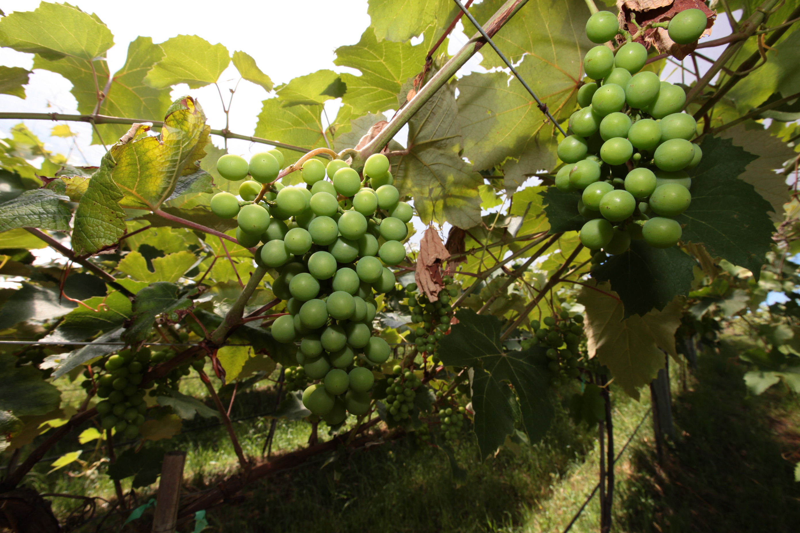 Especial Fruticultura - EPAGRI - Videira