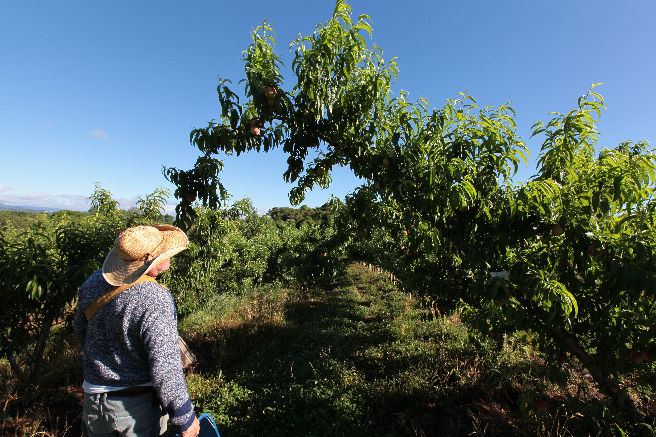 Especial Fruticultura - EPAGRI - Videira