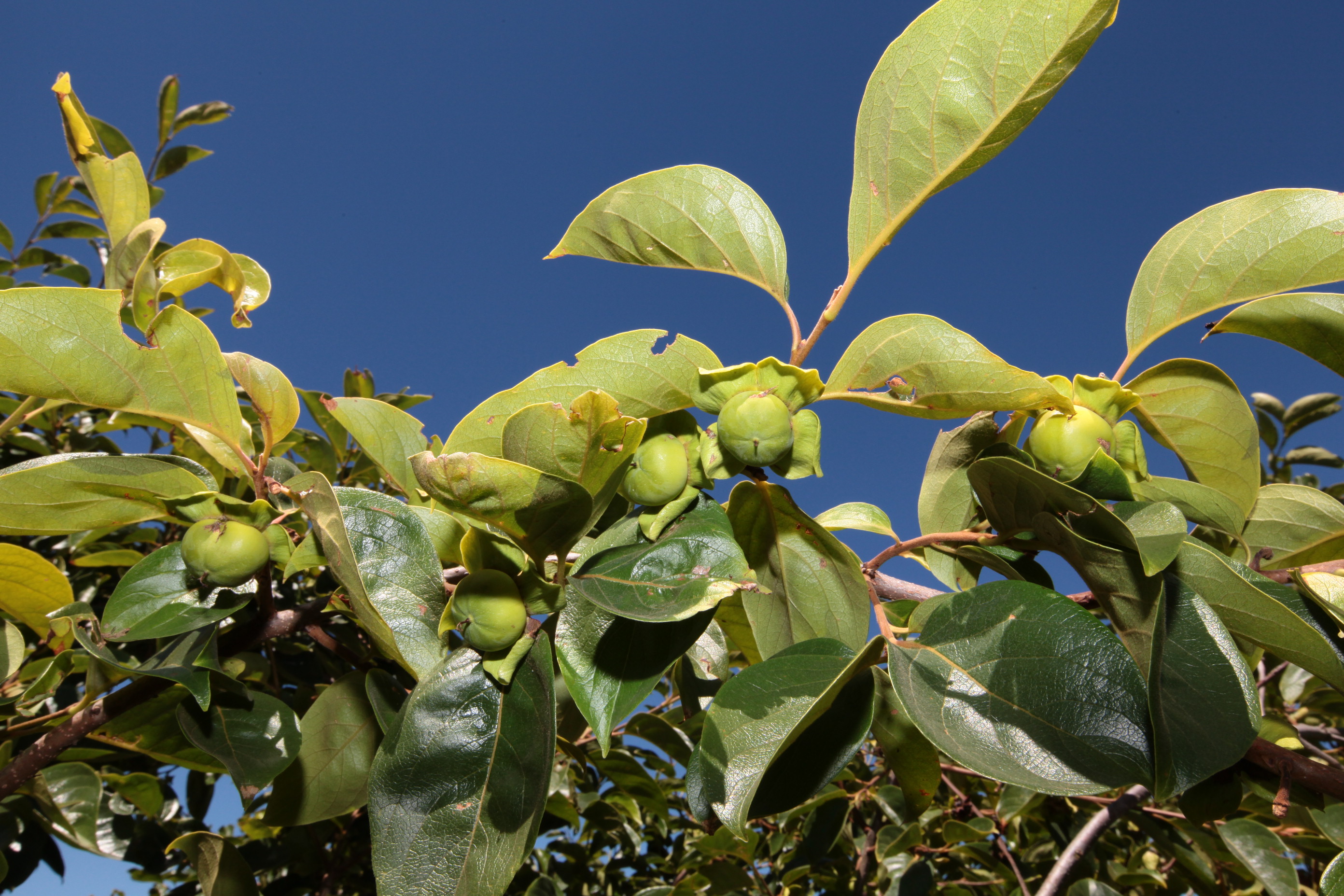 Especial Fruticultura - EPAGRI - Videira