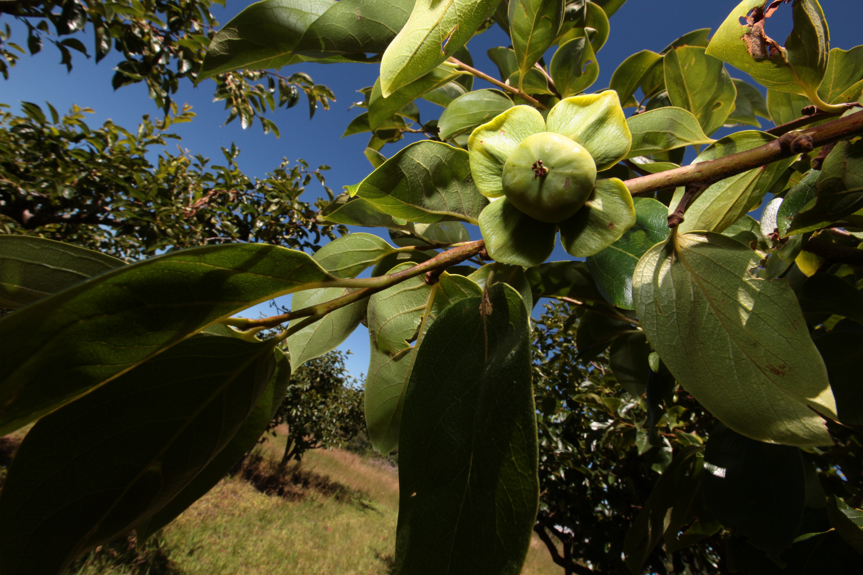 Especial Fruticultura - EPAGRI - Videira