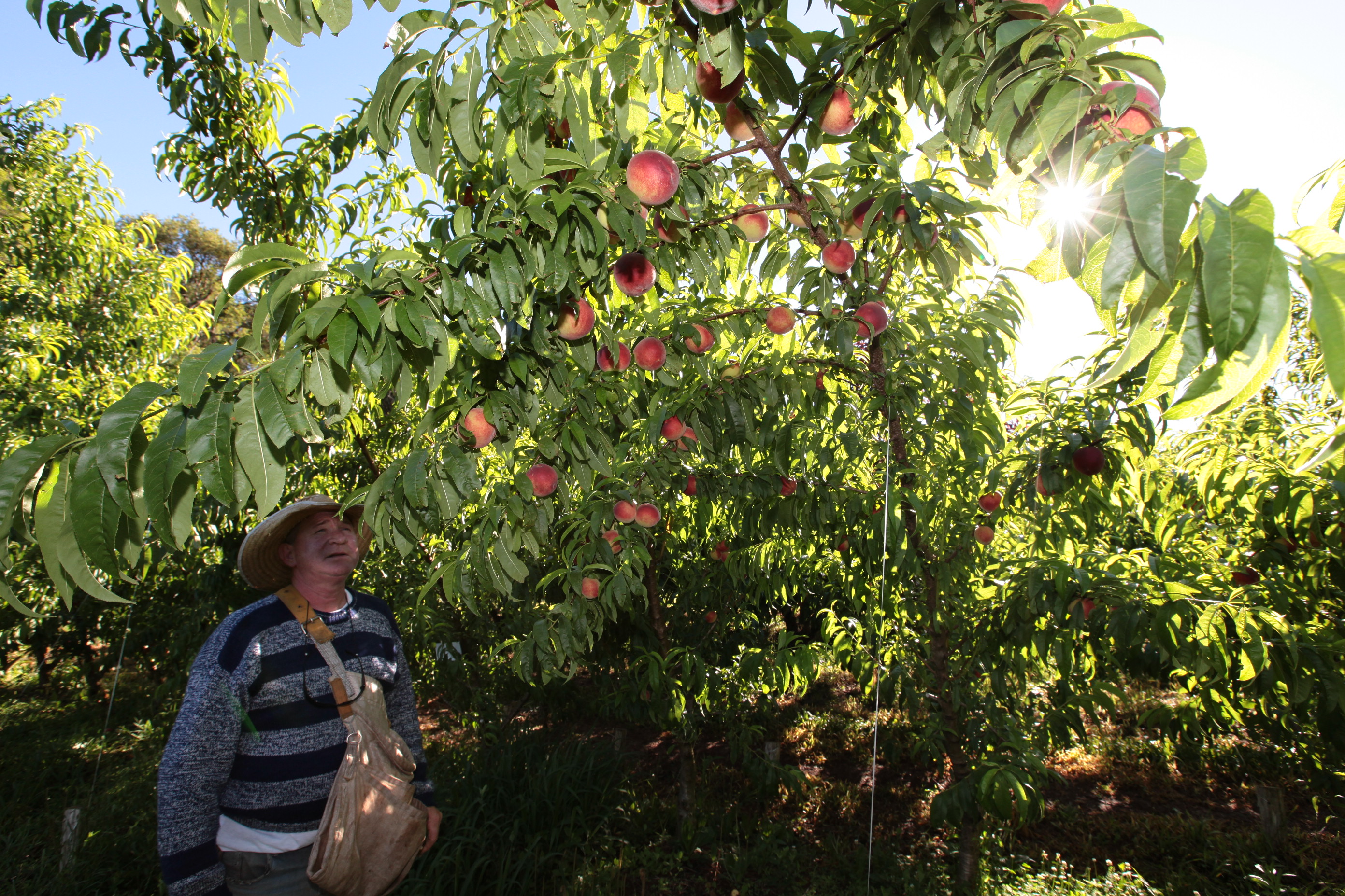 Especial Fruticultura - EPAGRI - Videira