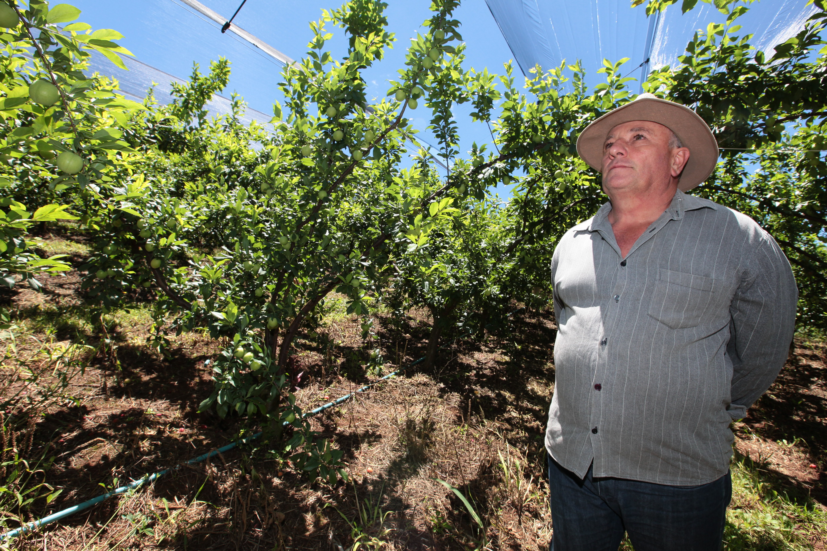 Especial Fruticultura - José Miozzo