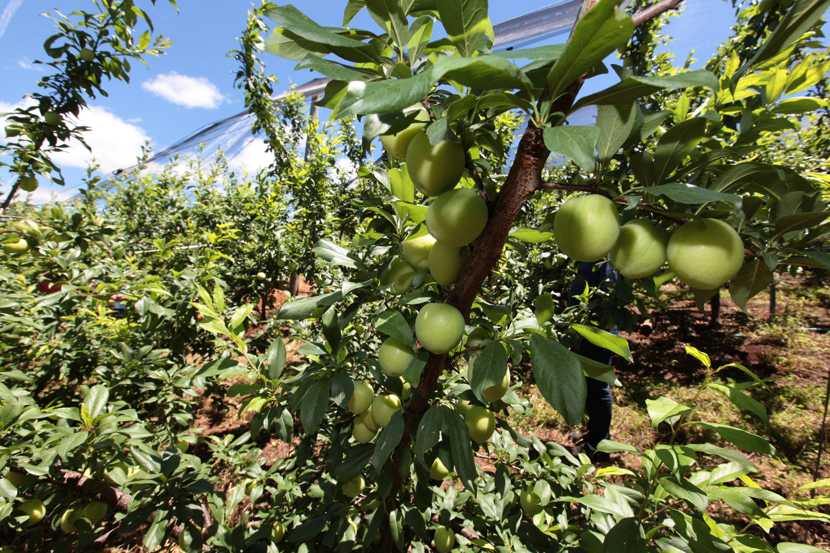 Especial Fruticultura