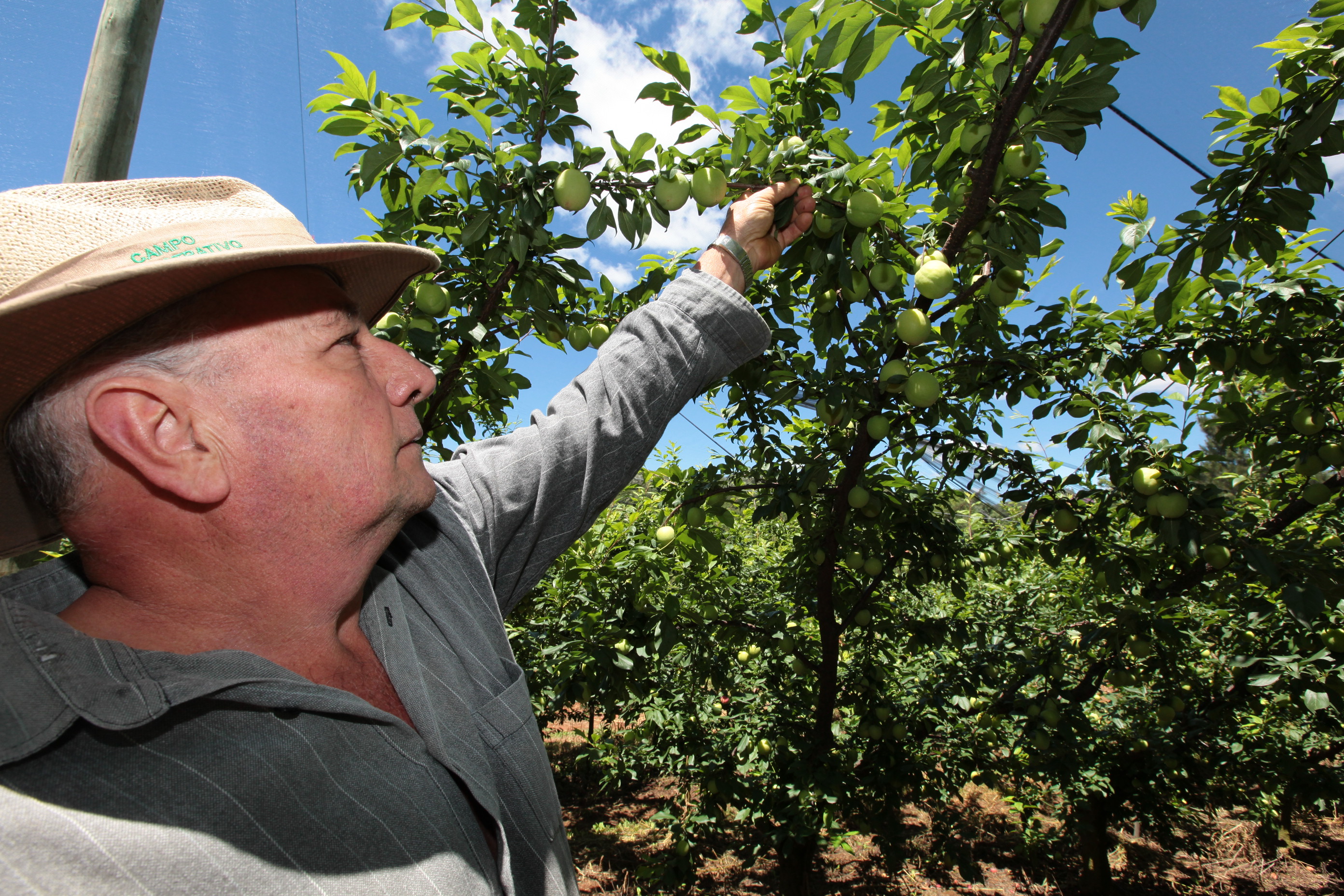 Especial Fruticultura - José Miozzo