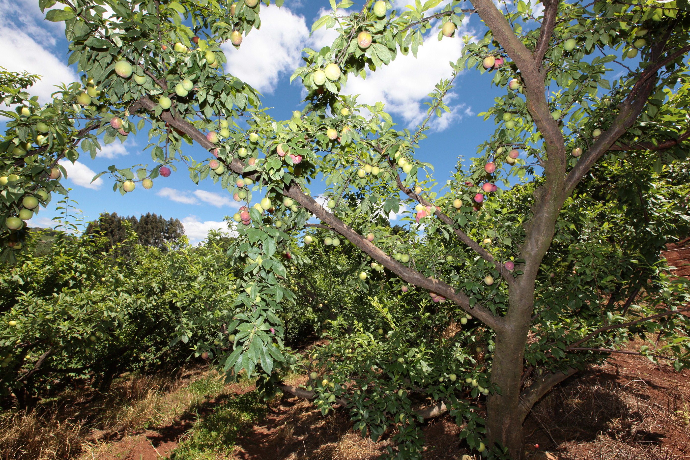 Especial Fruticultura