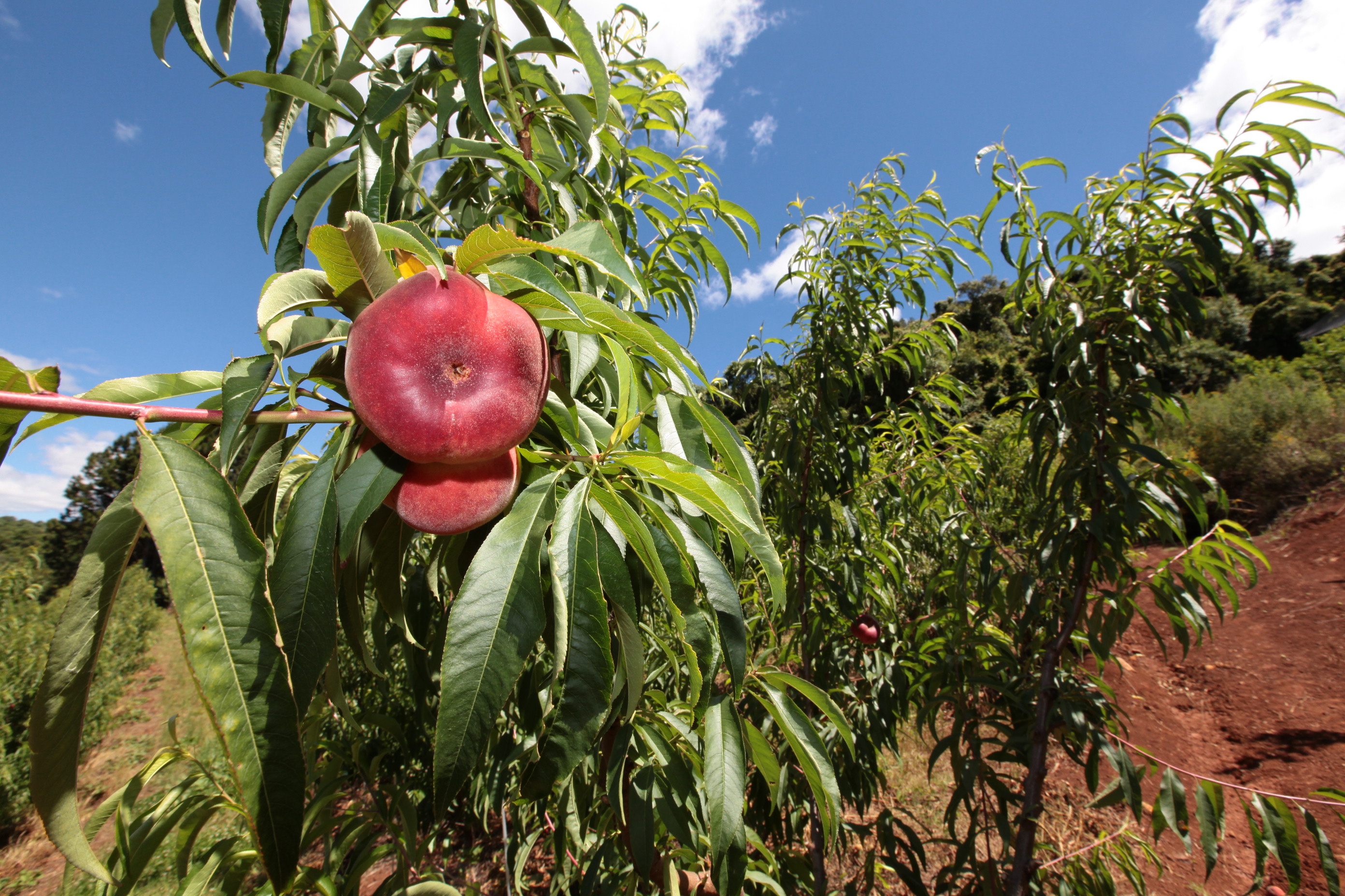 Especial Fruticultura