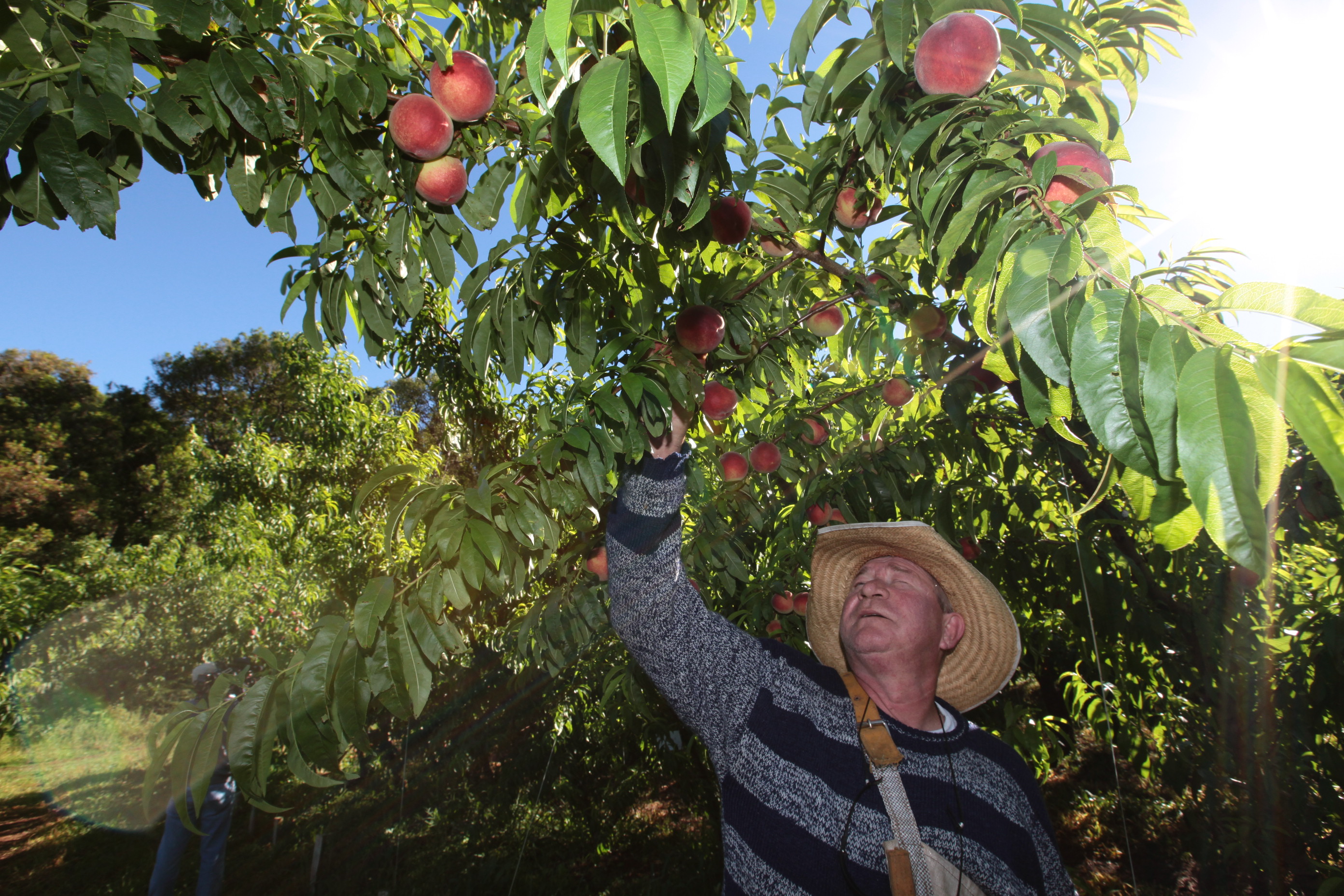 Especial Fruticultura - EPAGRI - Videira