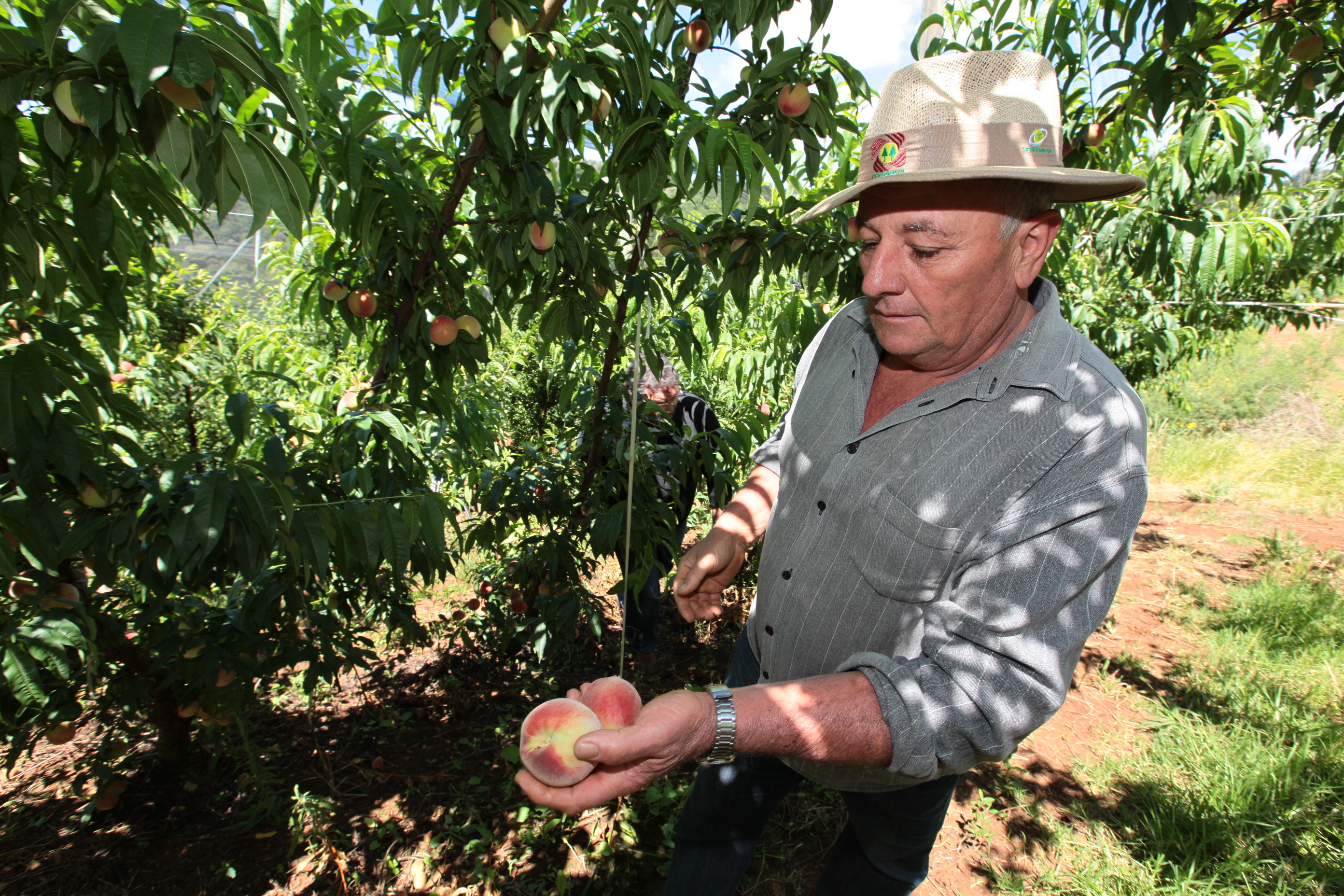 Especial Fruticultura - José Miozzo