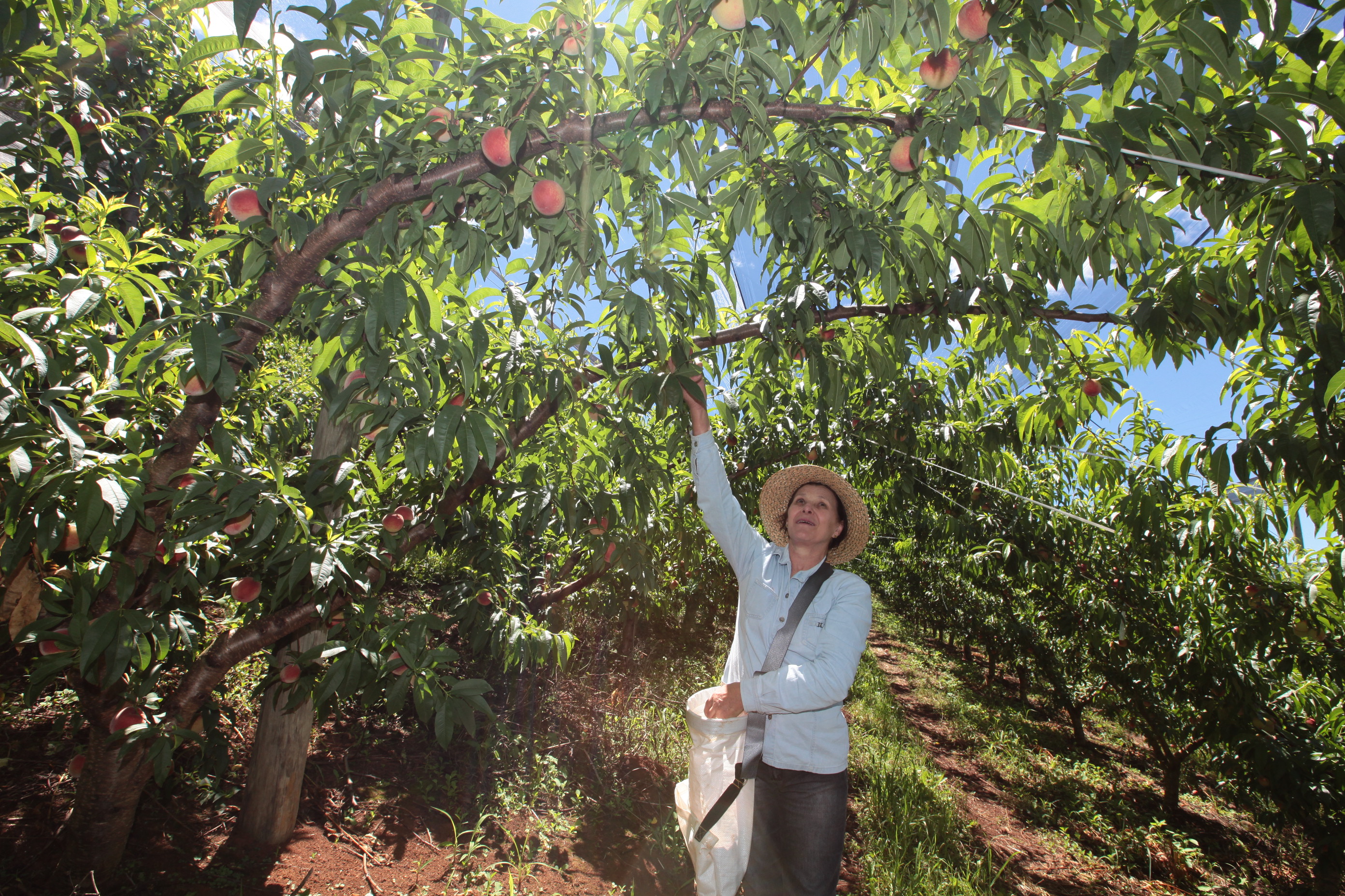 Especial Fruticultura
