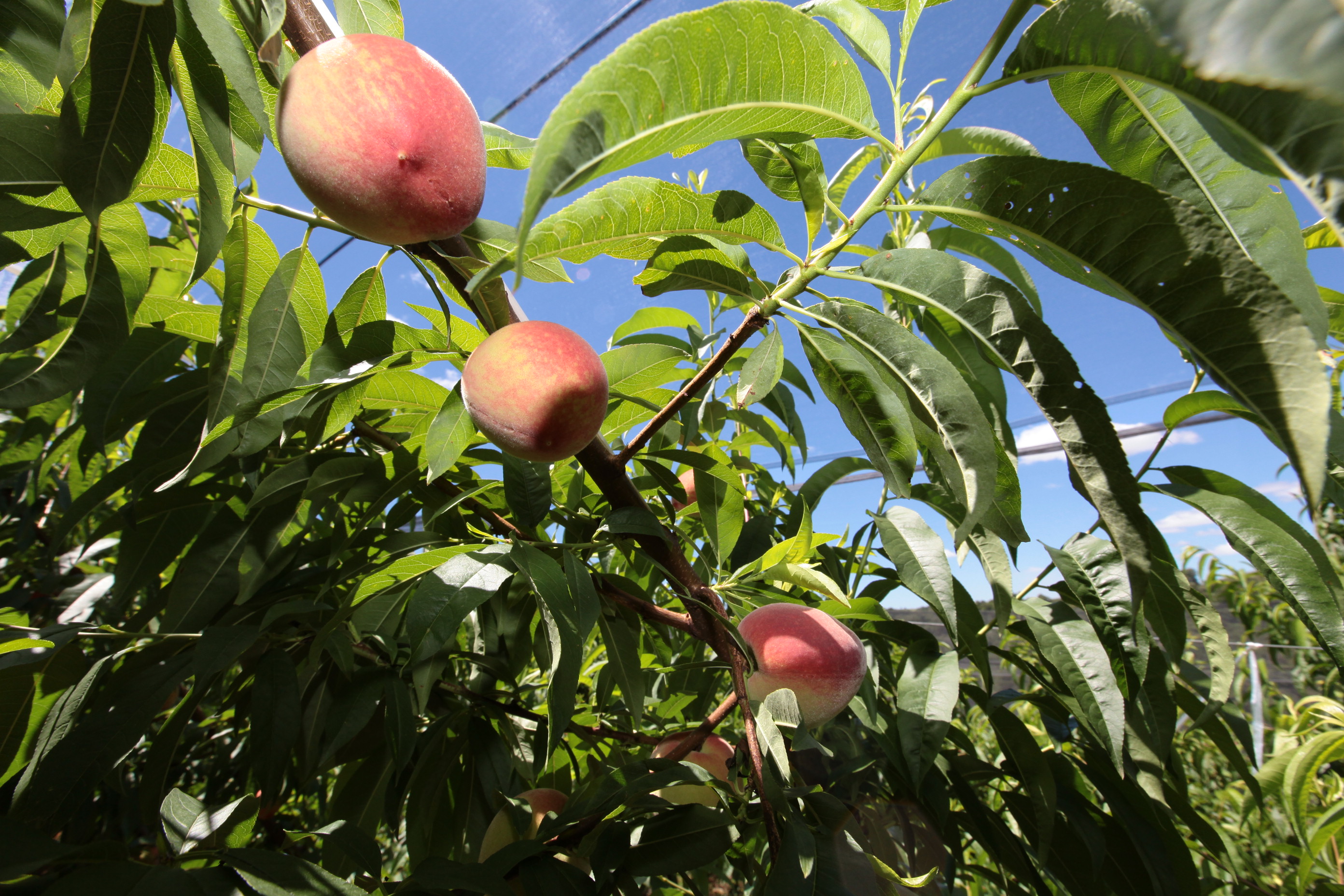 Especial Fruticultura
