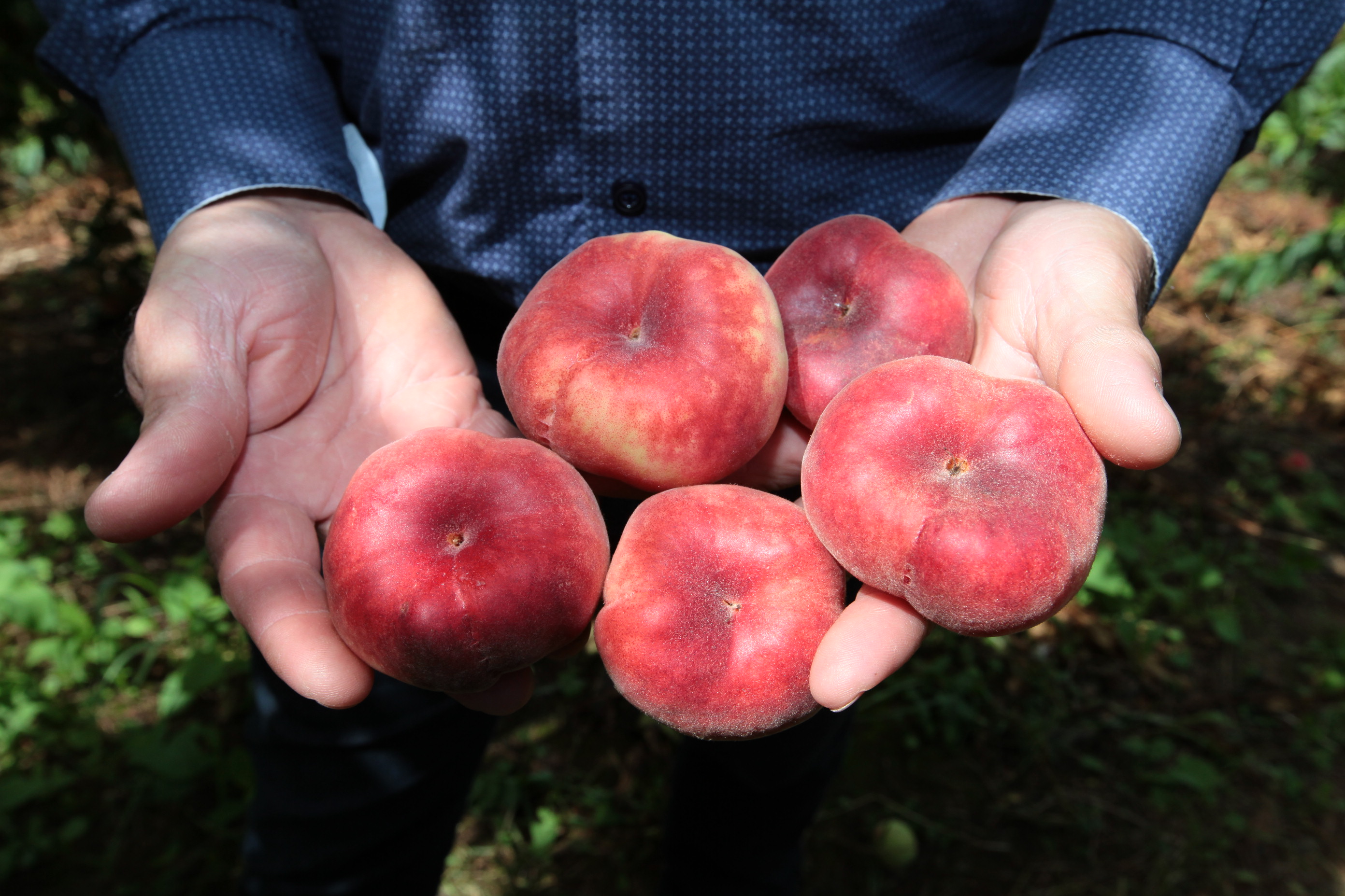 Especial Fruticultura