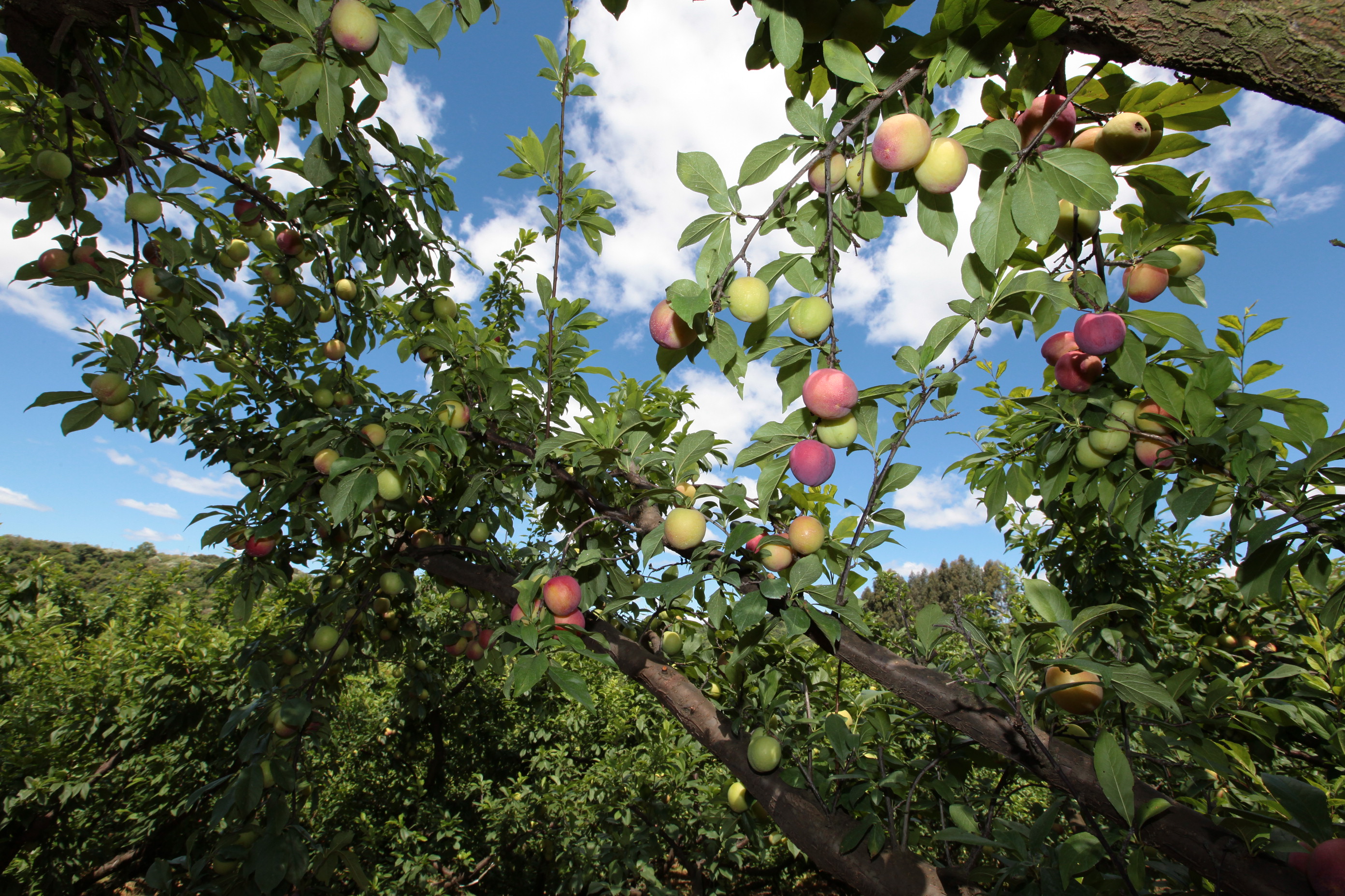 Especial Fruticultura