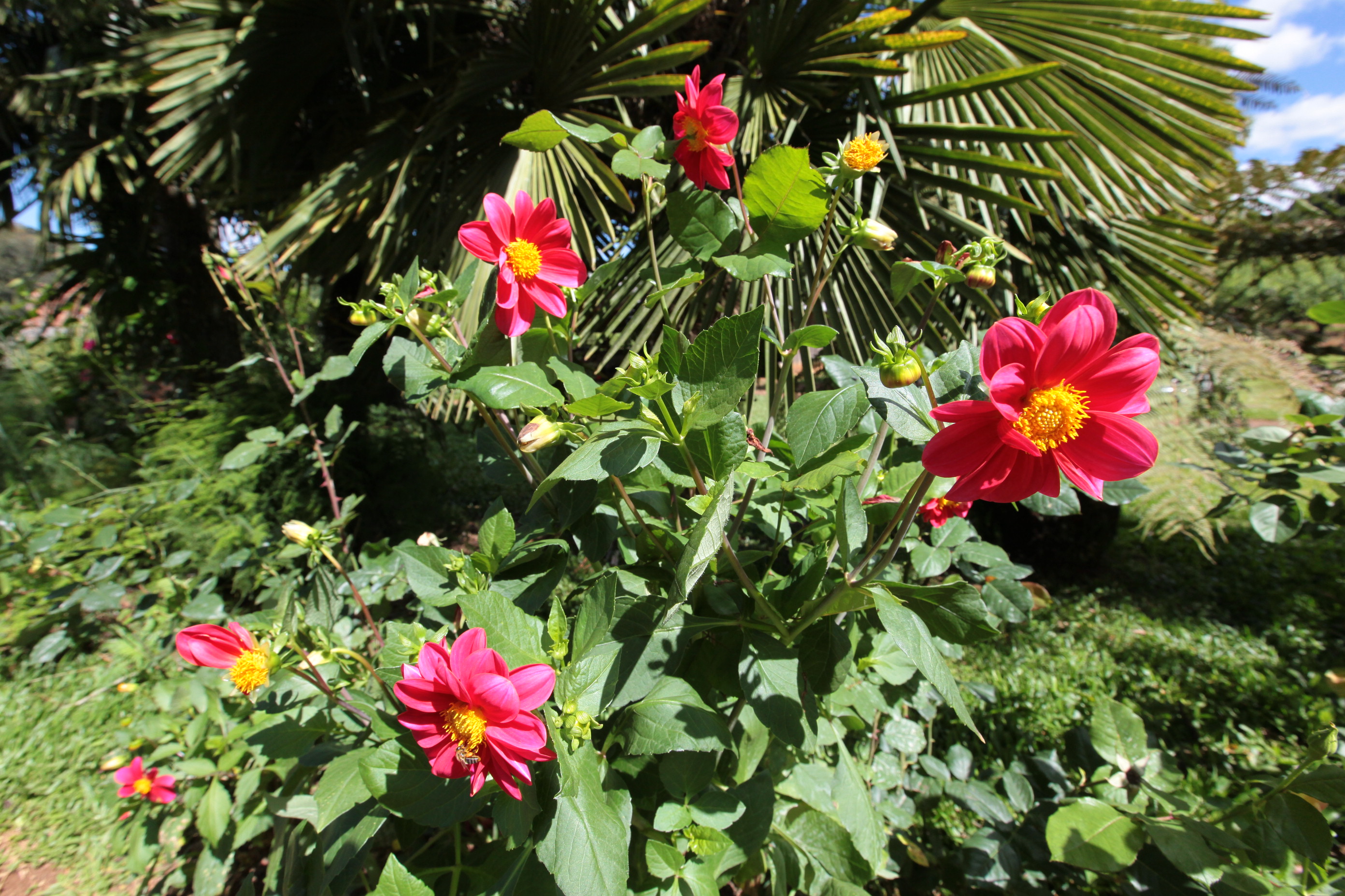 Especial Fruticultura