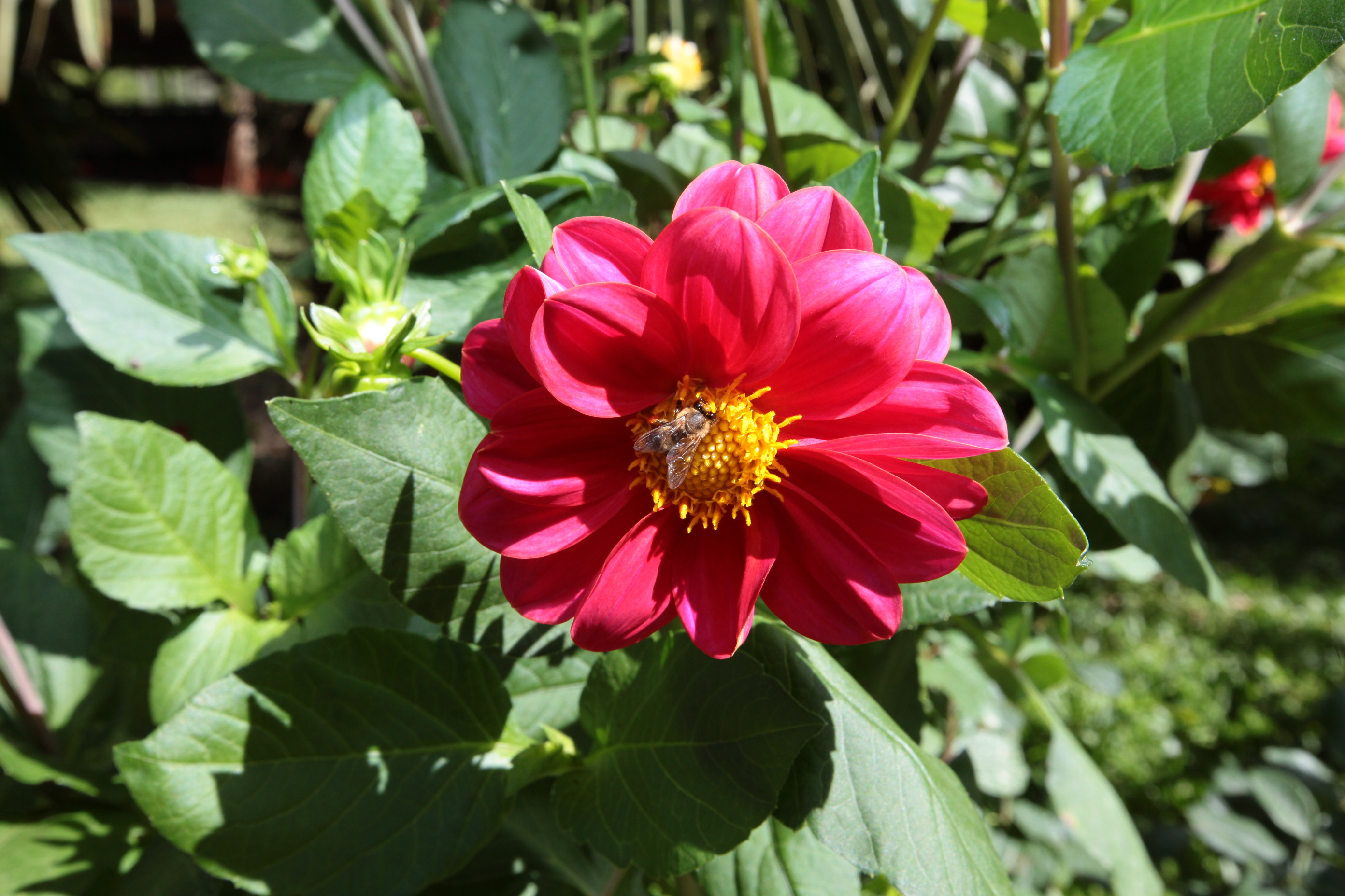 Especial Fruticultura
