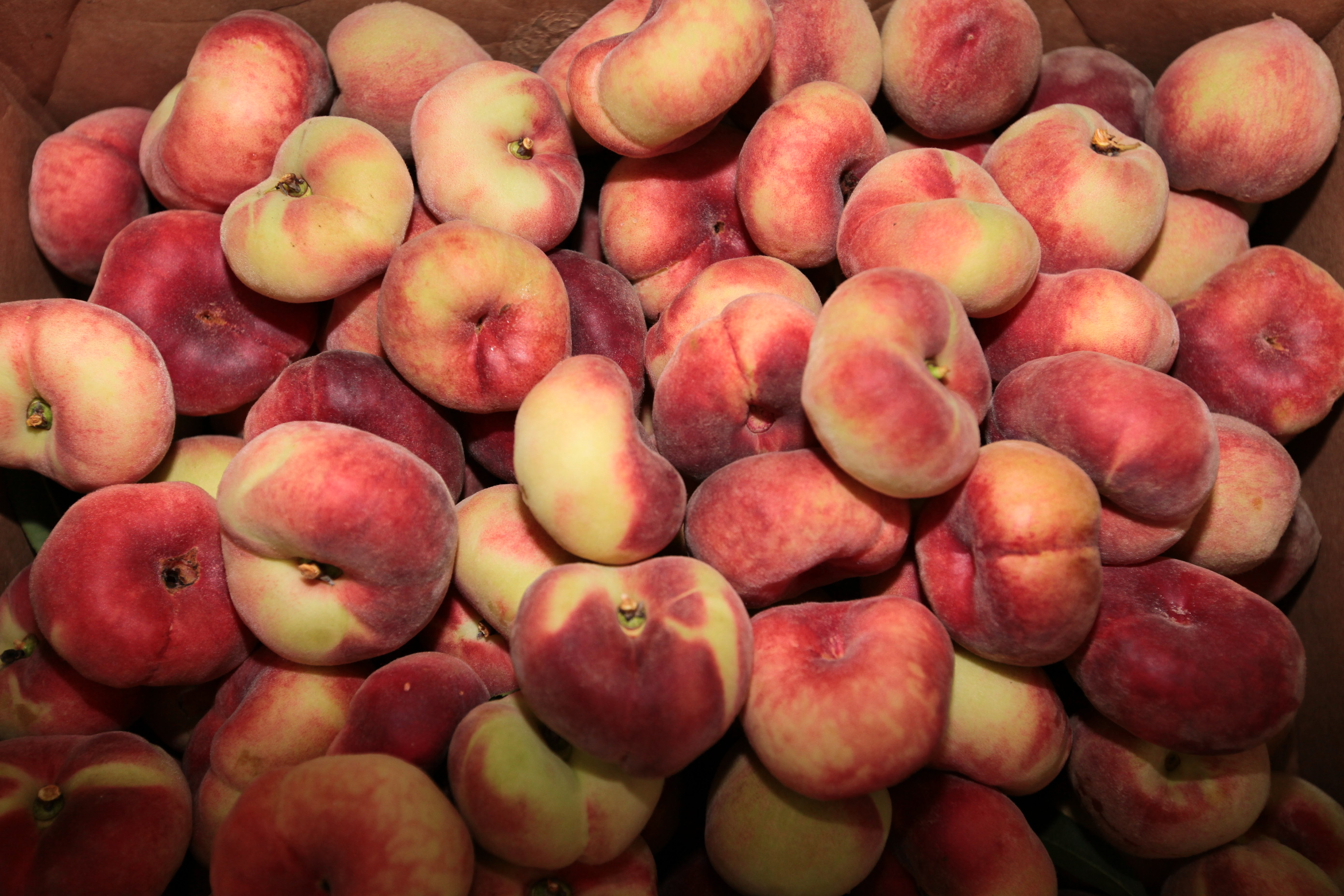 Especial Fruticultura