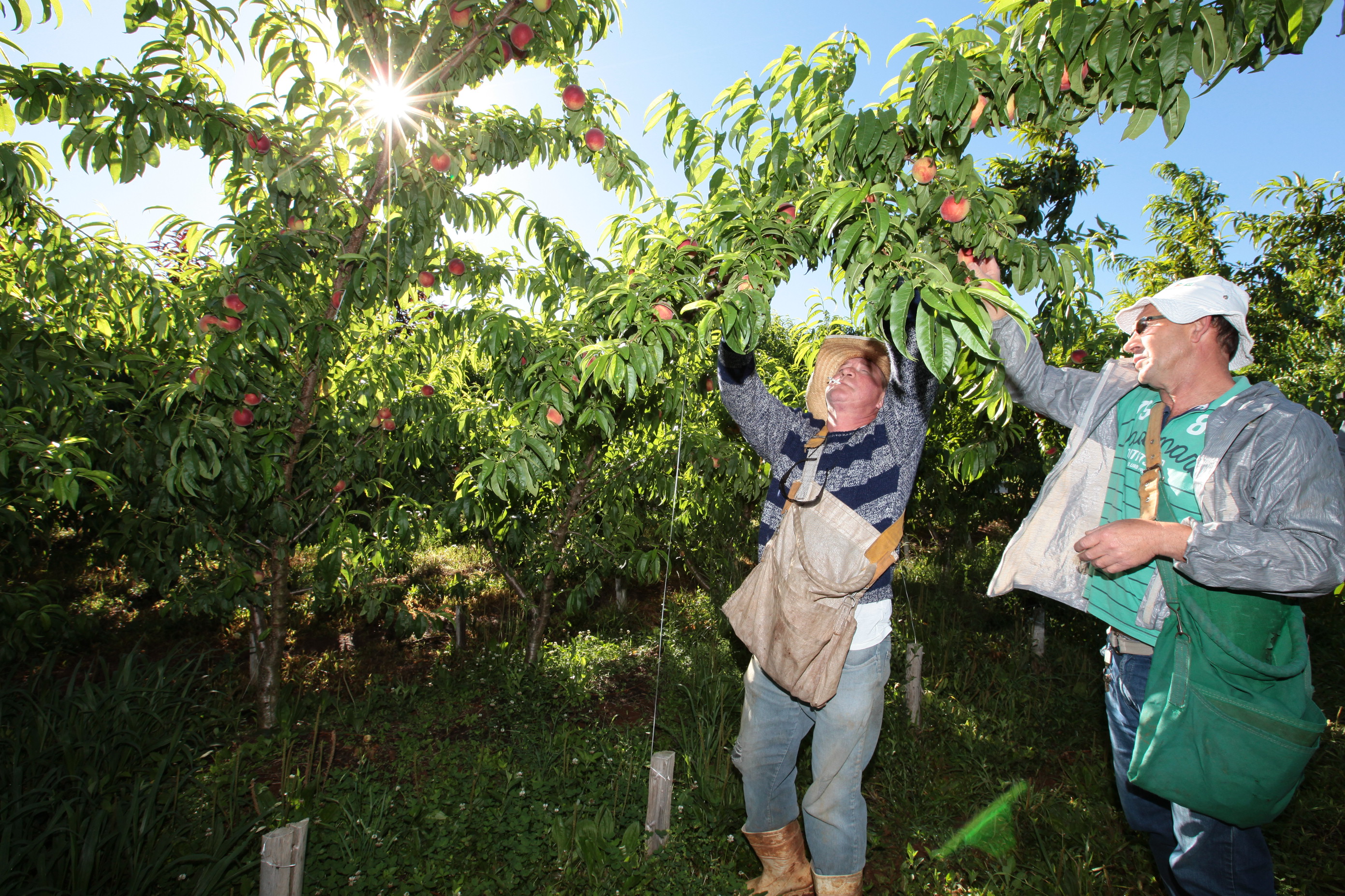 Especial Fruticultura – Videira e Fraiburgo