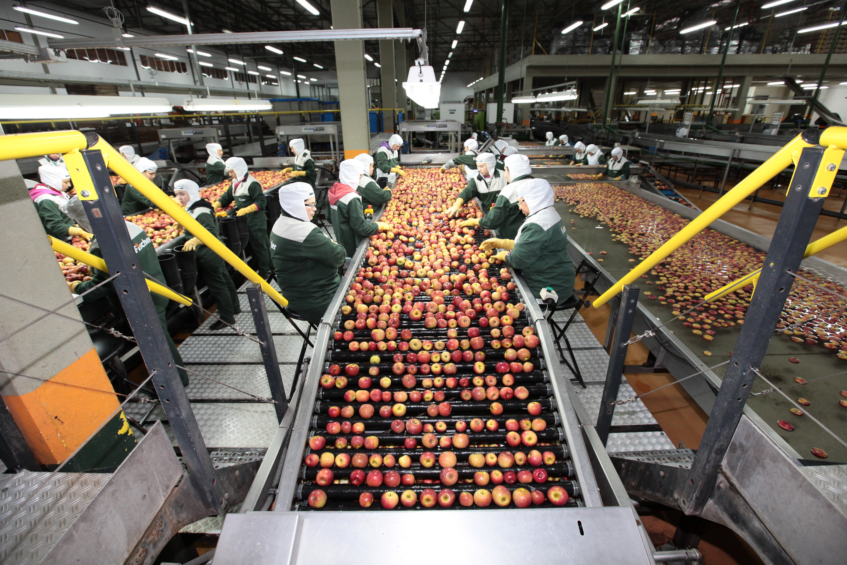 Especial Fruticultura - Fischer Agroindústria - Fraiburgo