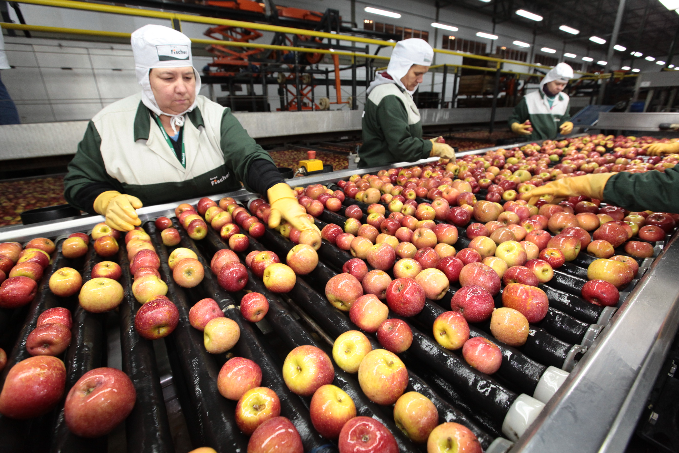 Especial Fruticultura - Fischer Agroindústria - Fraiburgo