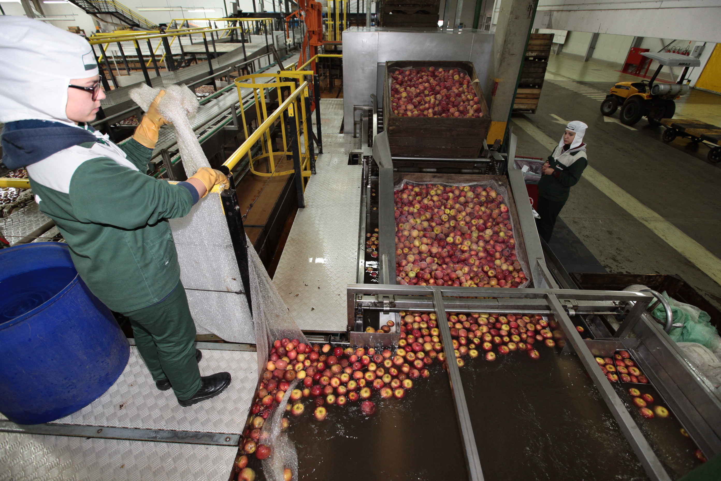 Especial Fruticultura - Fischer Agroindústria - Fraiburgo