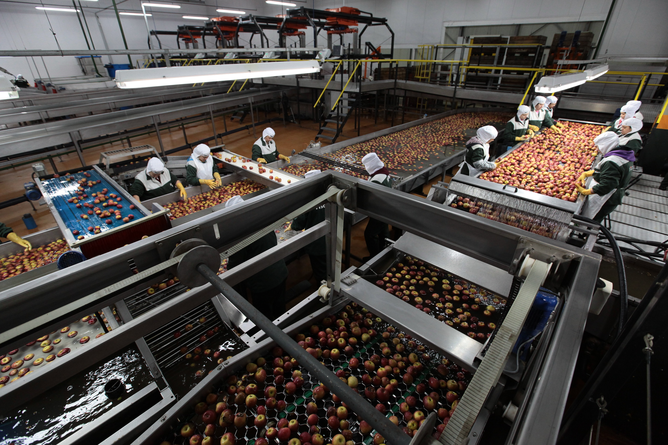 Especial Fruticultura - Fischer Agroindústria - Fraiburgo