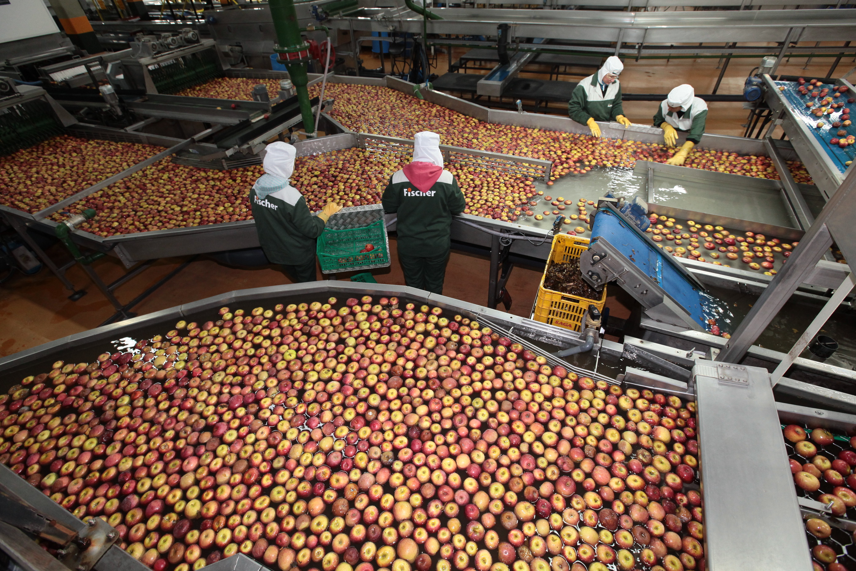Especial Fruticultura - Fischer Agroindústria - Fraiburgo