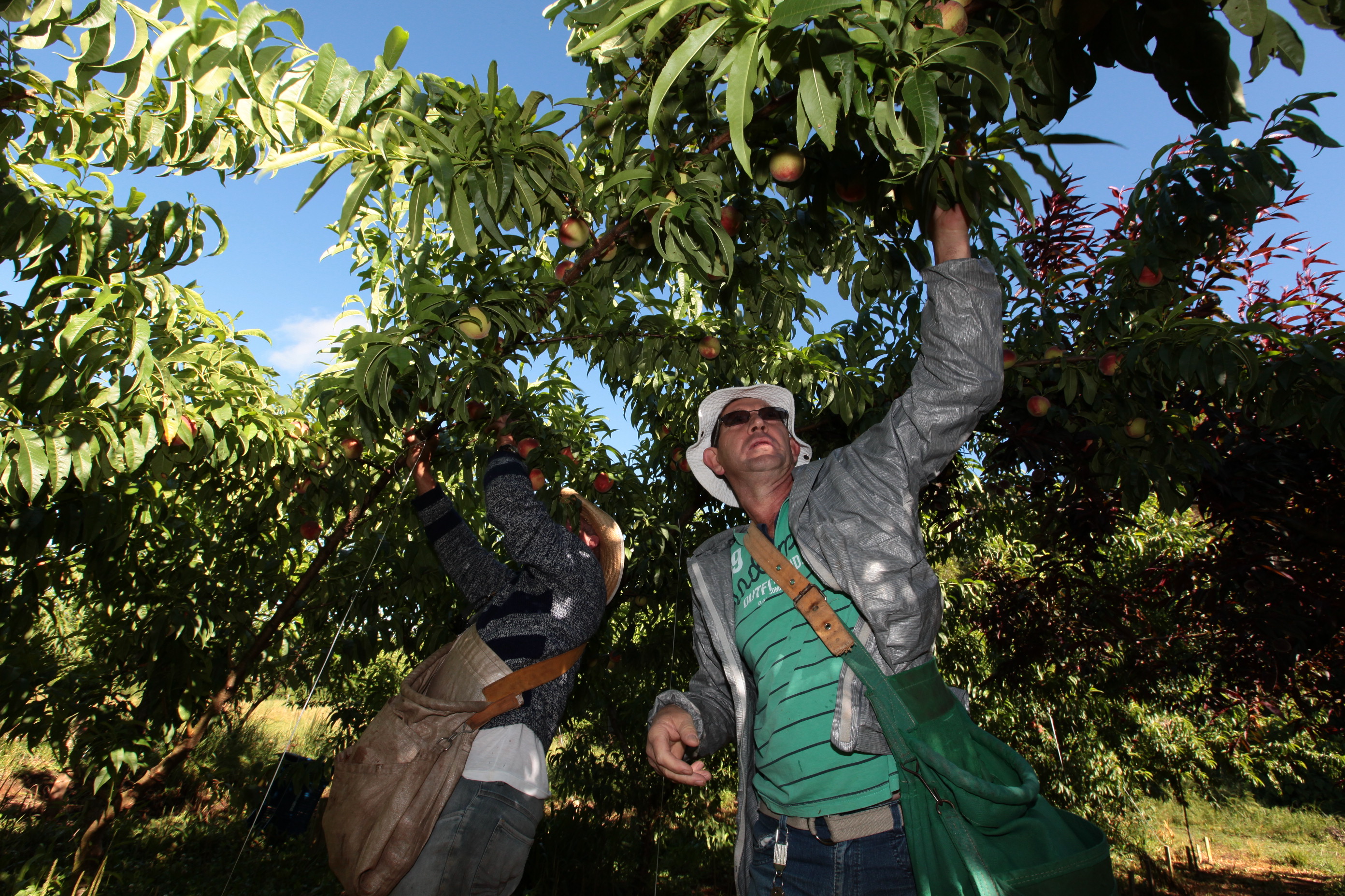 Especial Fruticultura - EPAGRI - Videira