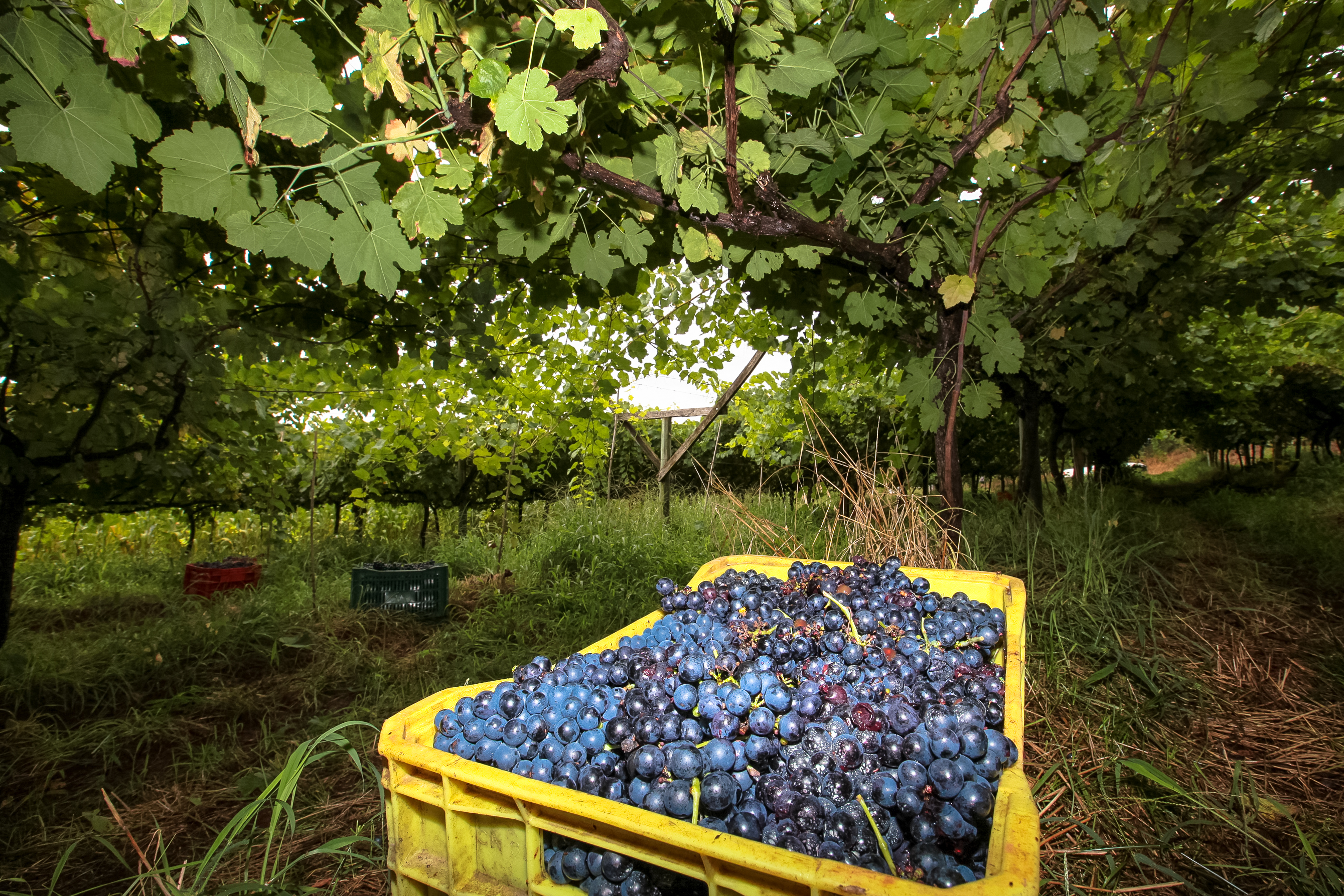 Colheita de uvas no município de Tangará.