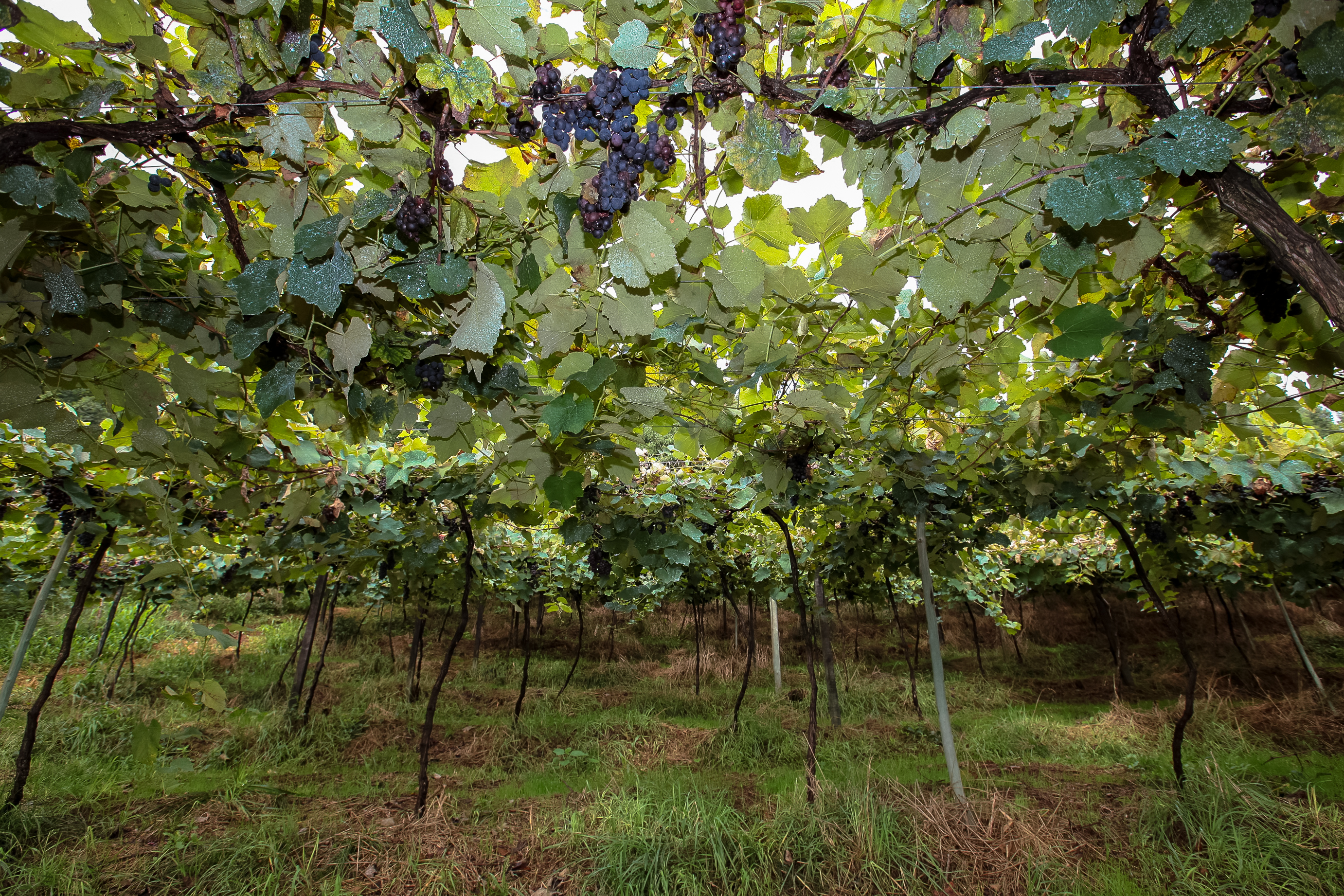 Colheita de uvas no município de Tangará.